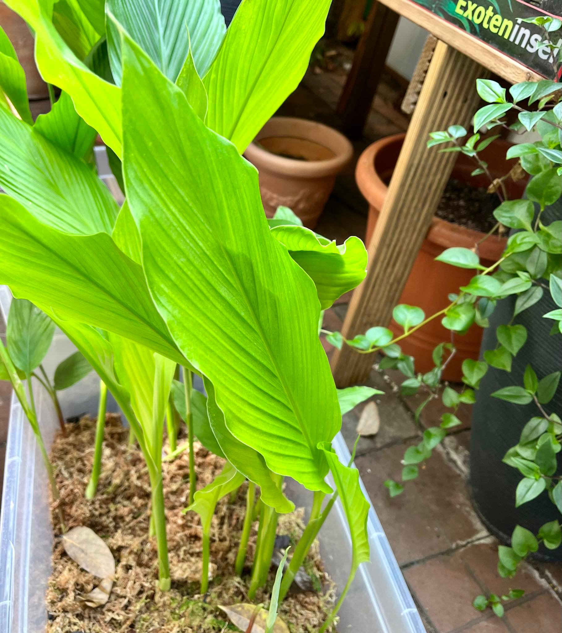 Tumeric / Kurkuma (Curcuma longa) 1 plant, 1 Pflanze