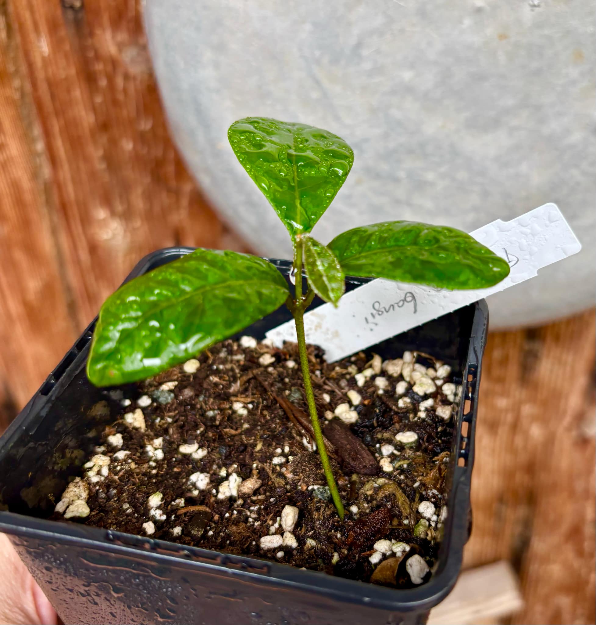 Pouteria bangii - 1 potted plant / 1 getopfte Pflanze