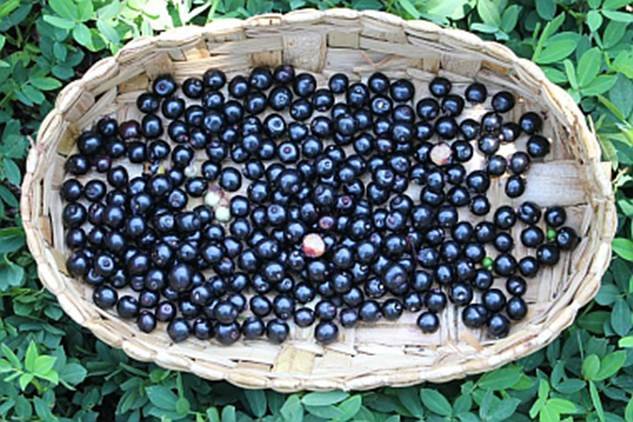 Guamirim Cereja do Sul (Eugenia modesta) - 1 potted seedling / 1 getopfter Sämling