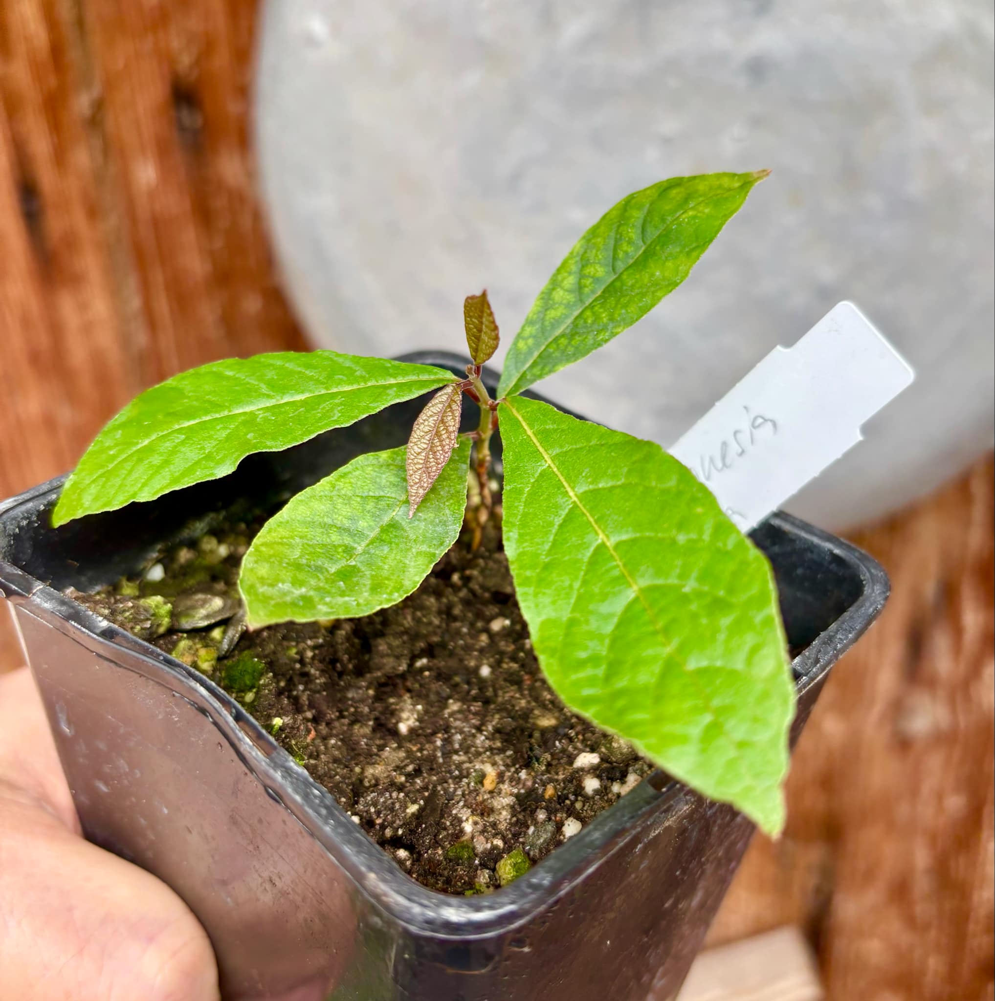 Campomanesia aromatica - Guabiraba - 1 small potted seedling / 1 kleiner, getopfter Sämling