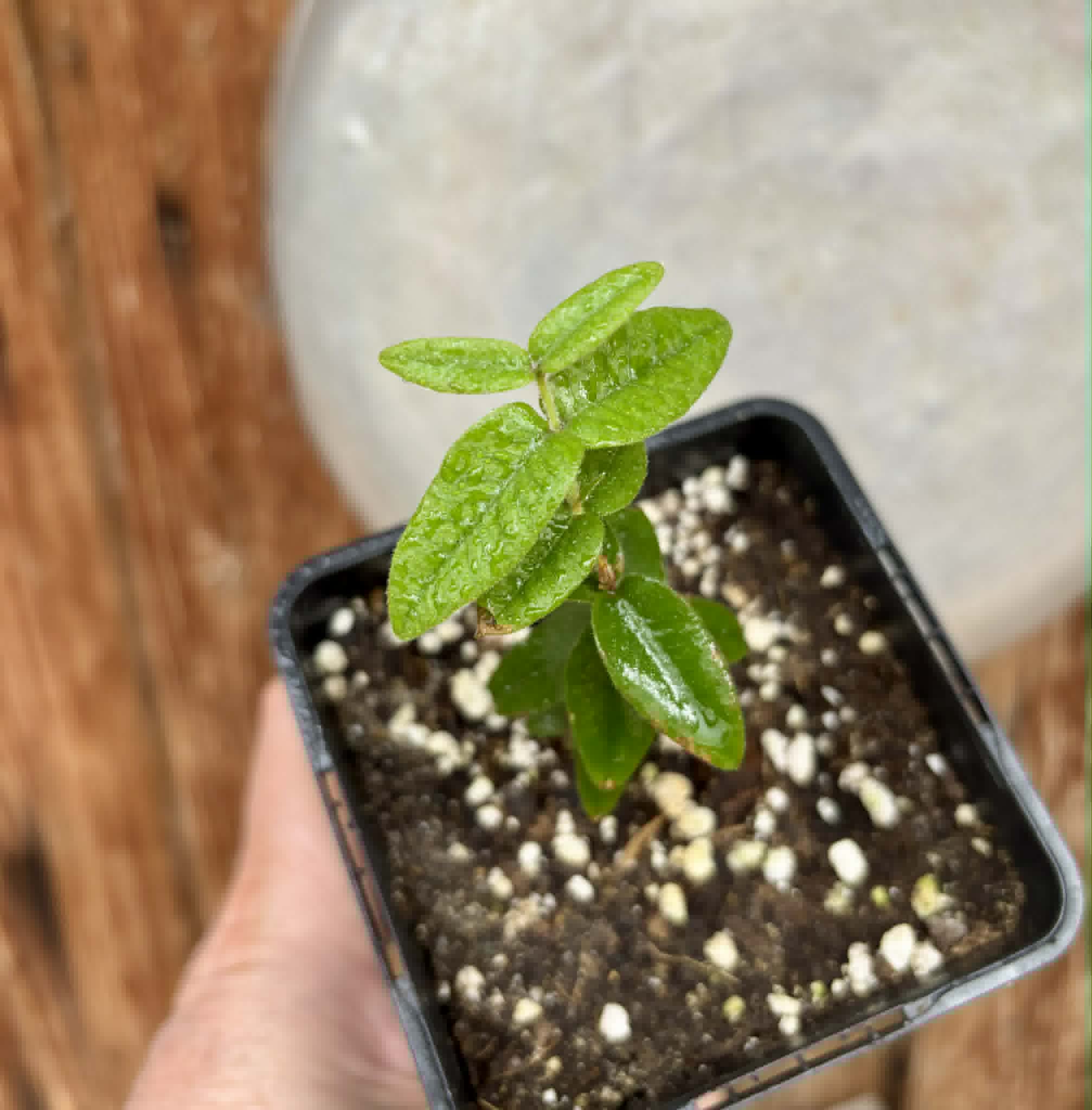 Myrciaria caerulescens (Roxa - Blue Guaquiea) - 1 potted seedling / 1 getopfter Sämling