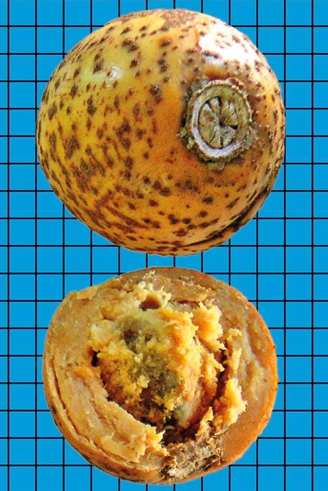 Butter Sapote (Pouteria butyrocarpa) - 1 fresh seed / 1 frischer Samen 