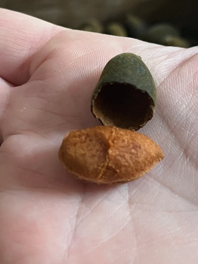 Velvet Tamarind (Dialium cochichinense) - 10 fresh seeds/ 10 frische Samen
