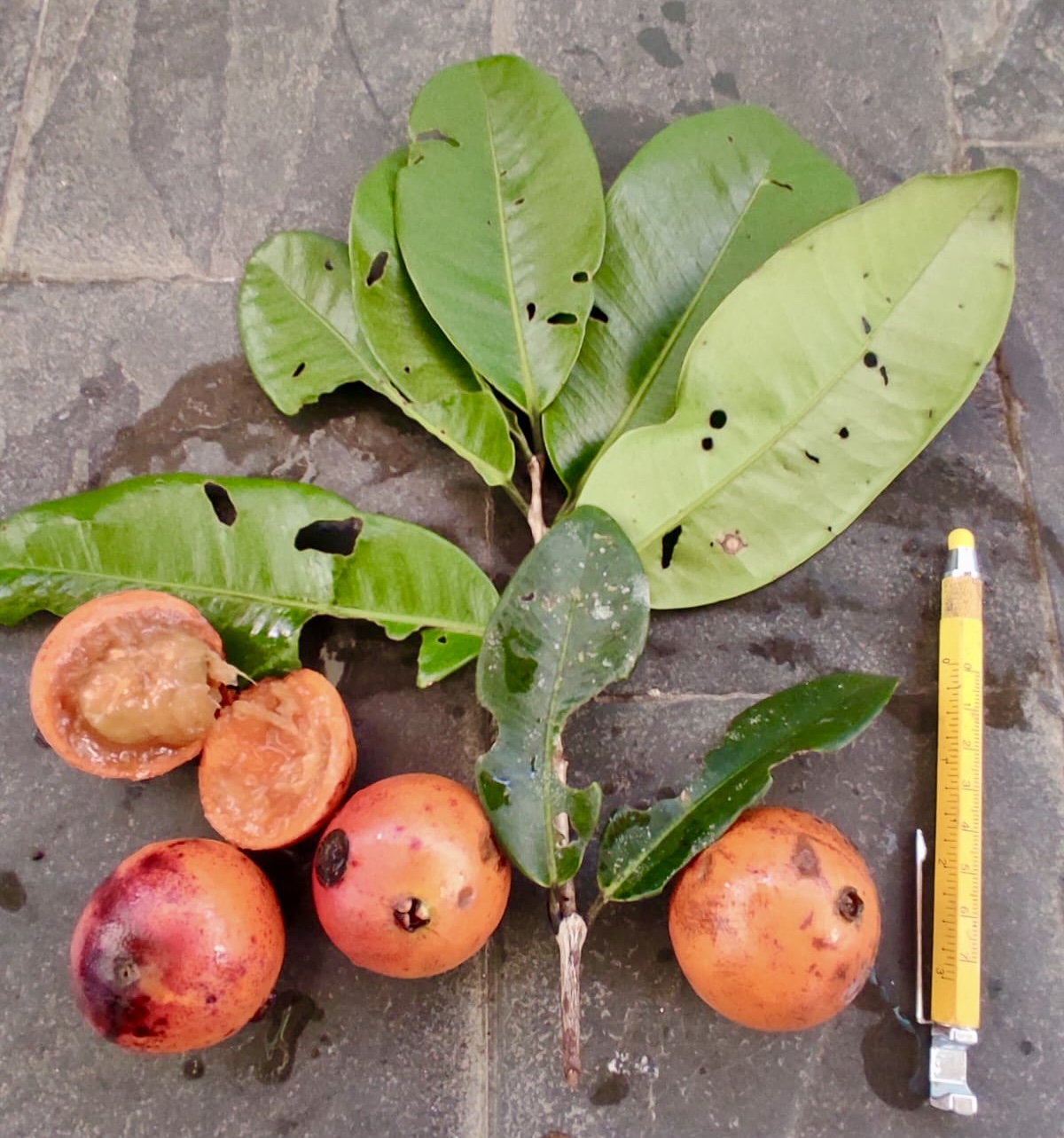 Plinia sp Cambuca vermelha - Rare exotic plant - Seltene exotische Pflanze