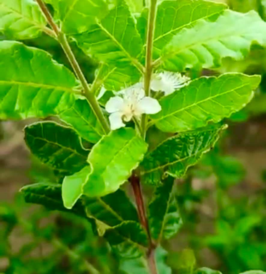 Campomanesia sp purple -  1 fresh seed / 1 frischer Samen