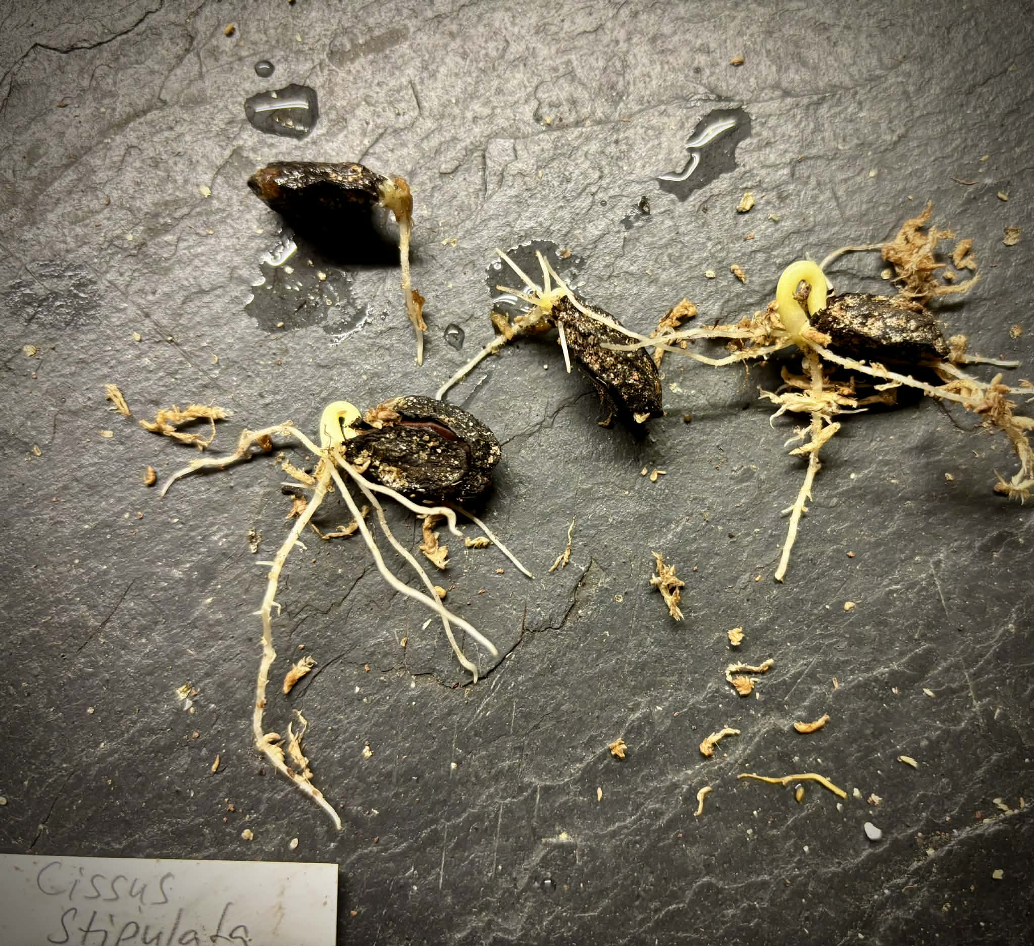 Uva do Mato de Mico-Dourado (Cissus stipulata) - 1 germinated seed / 1 gekeimter Samen