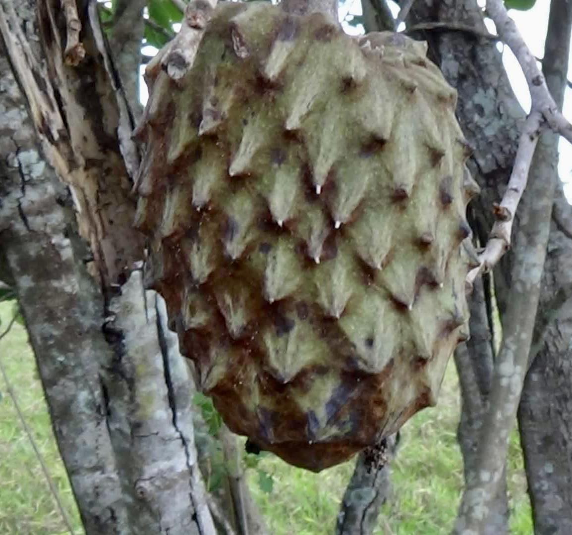Annona coriacea - Araticum Liso - 1 fresh seed / 1 frischer Samen