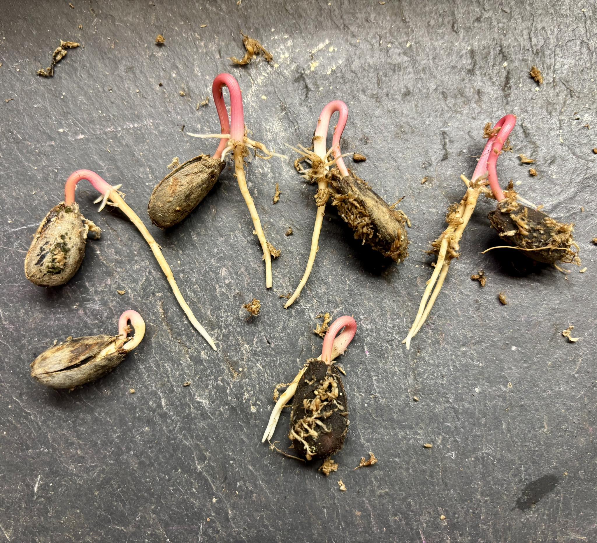 Annona purpurea - Soncoya -  1 germinated seed / 1 gekeimter Samen