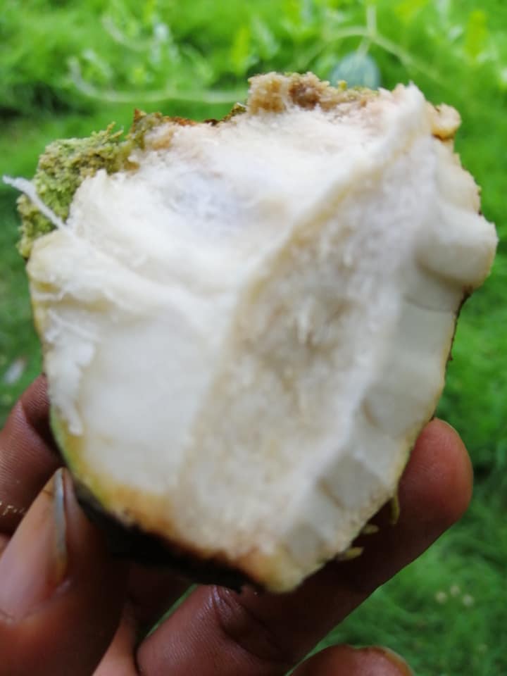 Annona nitida - 1 potted plant / 1 getopfte Pflanze Annona nitida - 1 potted plant / 1 getopfte Pflanze