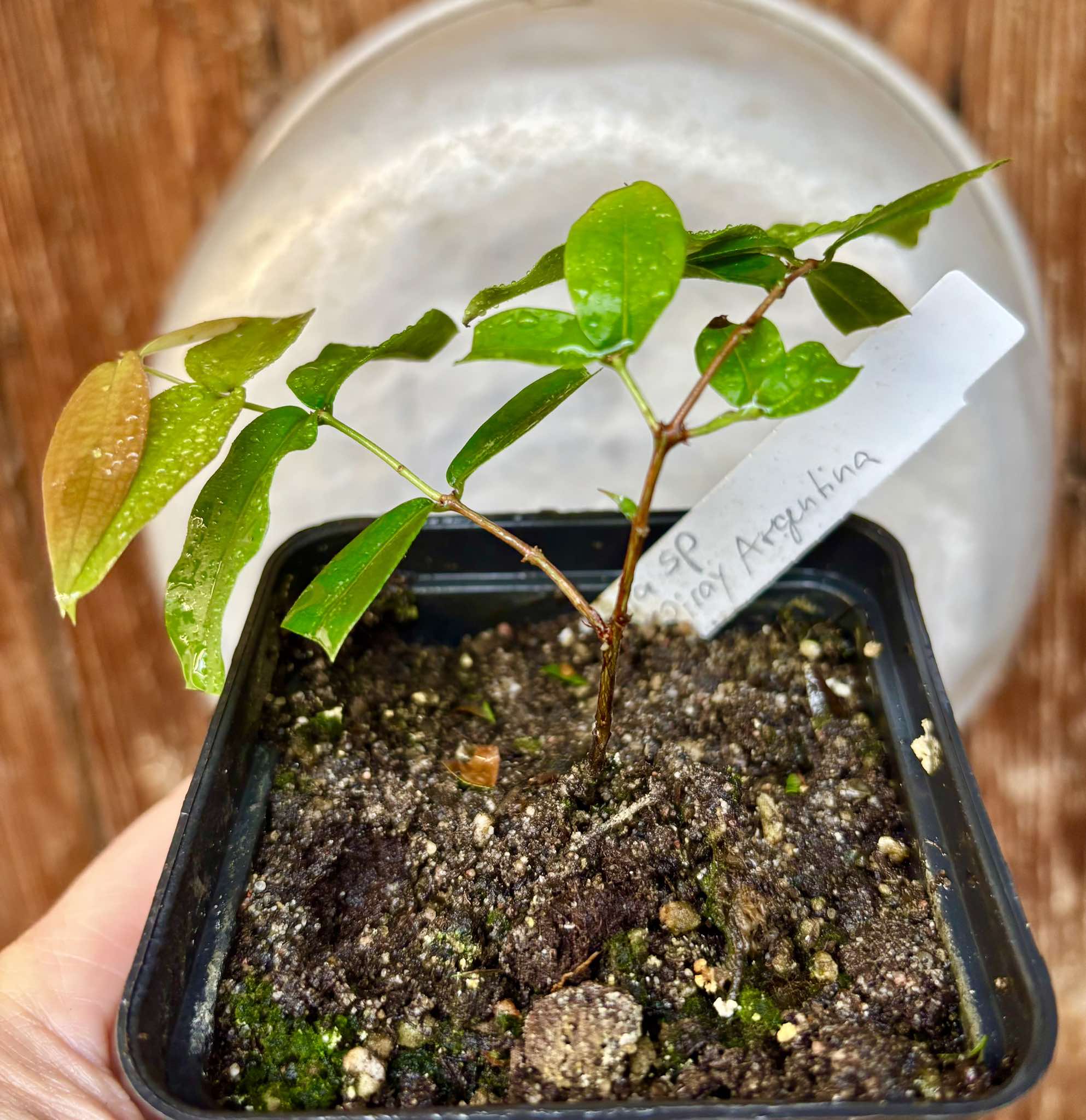 Plinia sp Giant Piray Argentina - 1 potted plant / 1 getopfte Pflanze
