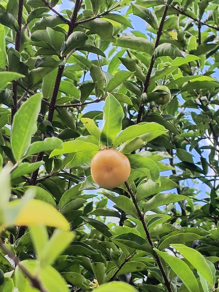 Yellow Acerola (Malpighia glabra) - 1 fresh seed / 1 frischer Samen