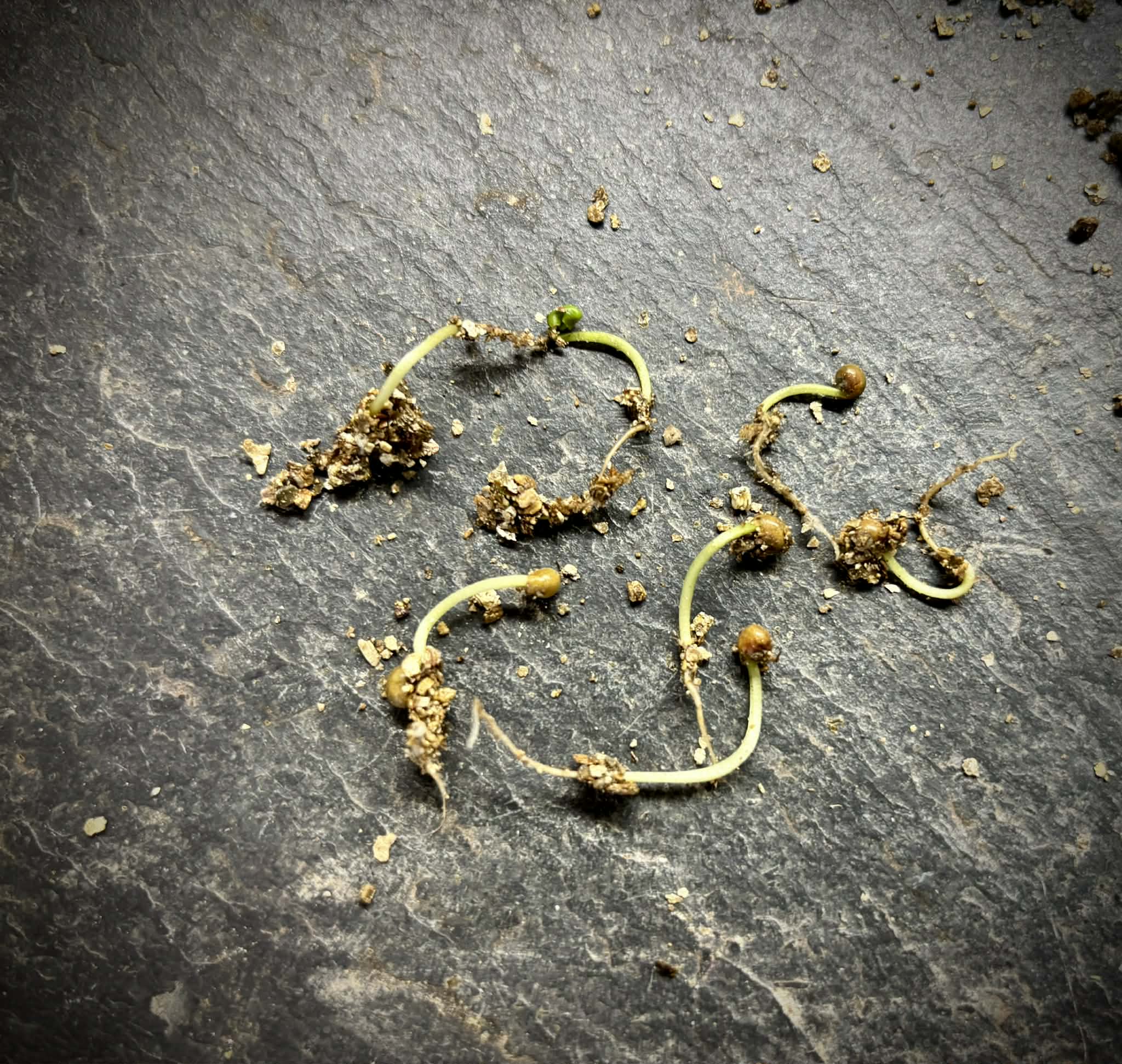 Guayabo Colorado (Myrcianthes cisplatensis) - 1 germinated seed / 1 gekeimter Samen