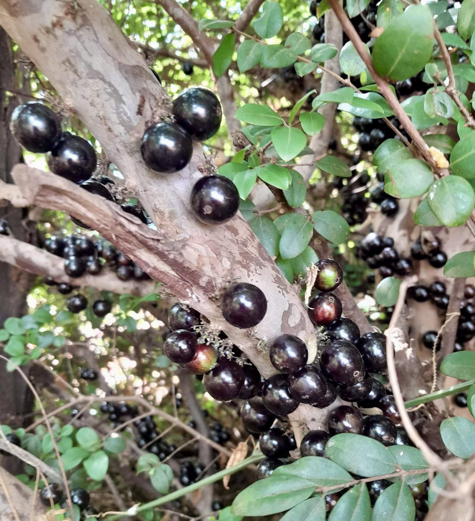 Jaboticaba - Plinia sp Canelinha Polpa rosea - 1 small potted seedling / 1 kleiner, getopfter Sämling