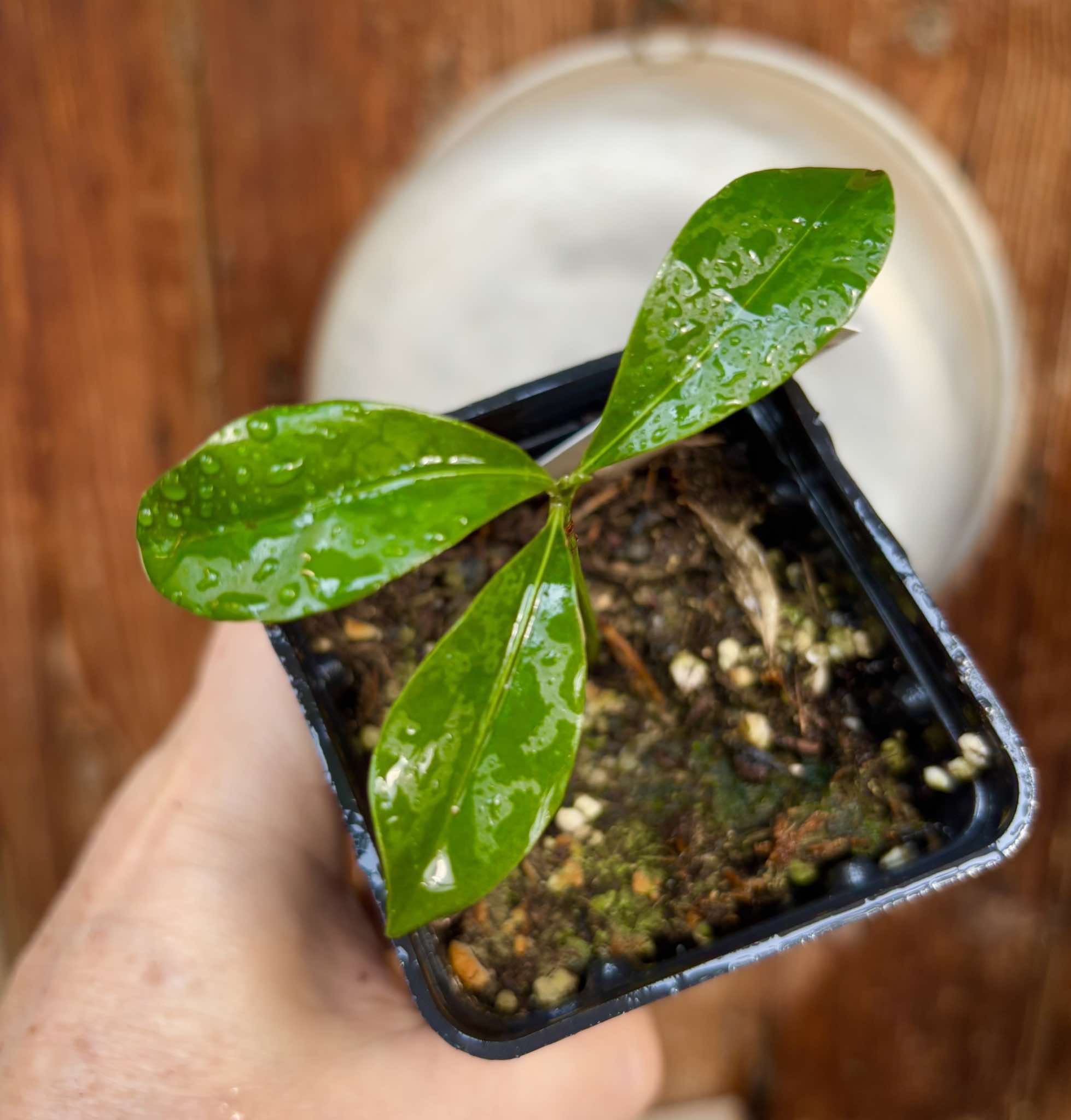 Manilkara salzmannii  - 1 potted plant /1 getopfte Pflanze