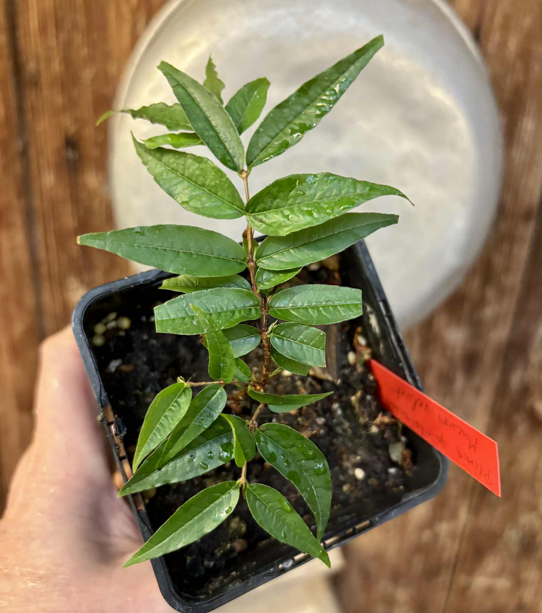 Plinia spiritosantensis var. Mucuri Velvet - 1 potted plant/ 1 getopfte Pflanze