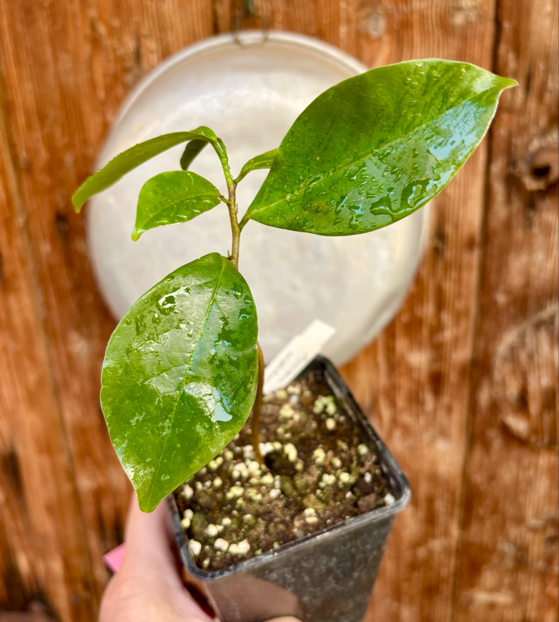 Annona montana - Mountain Soursop - 1 potted plant / 1 getopfte Pflanze