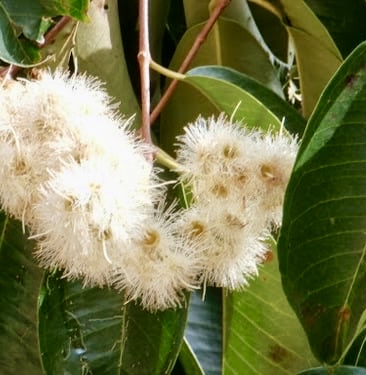 Sea Apple (Syzygium grande) - 1 germinated seed / 1 gekeimter Samen