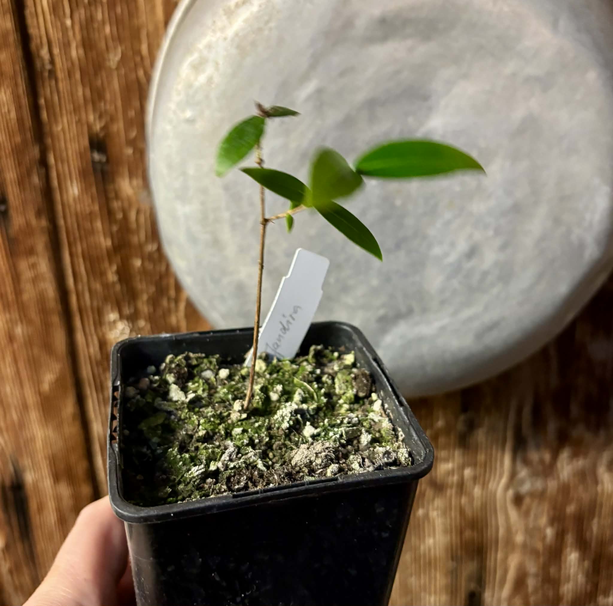 Eugenia sp Jandira - 1 potted seedling / 1 getopfter Sämling