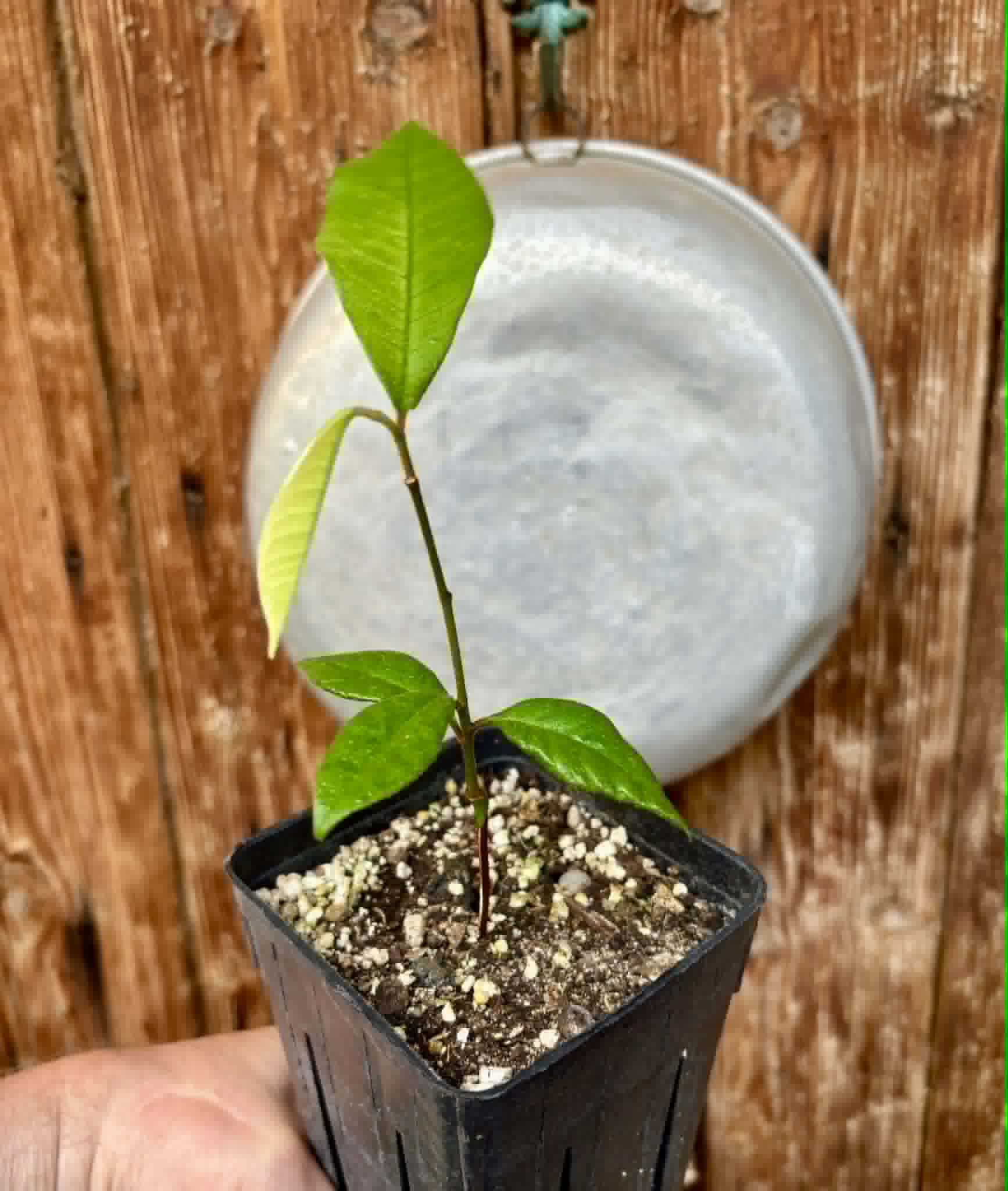 Chrysophyllum januariense  -  1 potted seedling / 1 getopfter Sämling