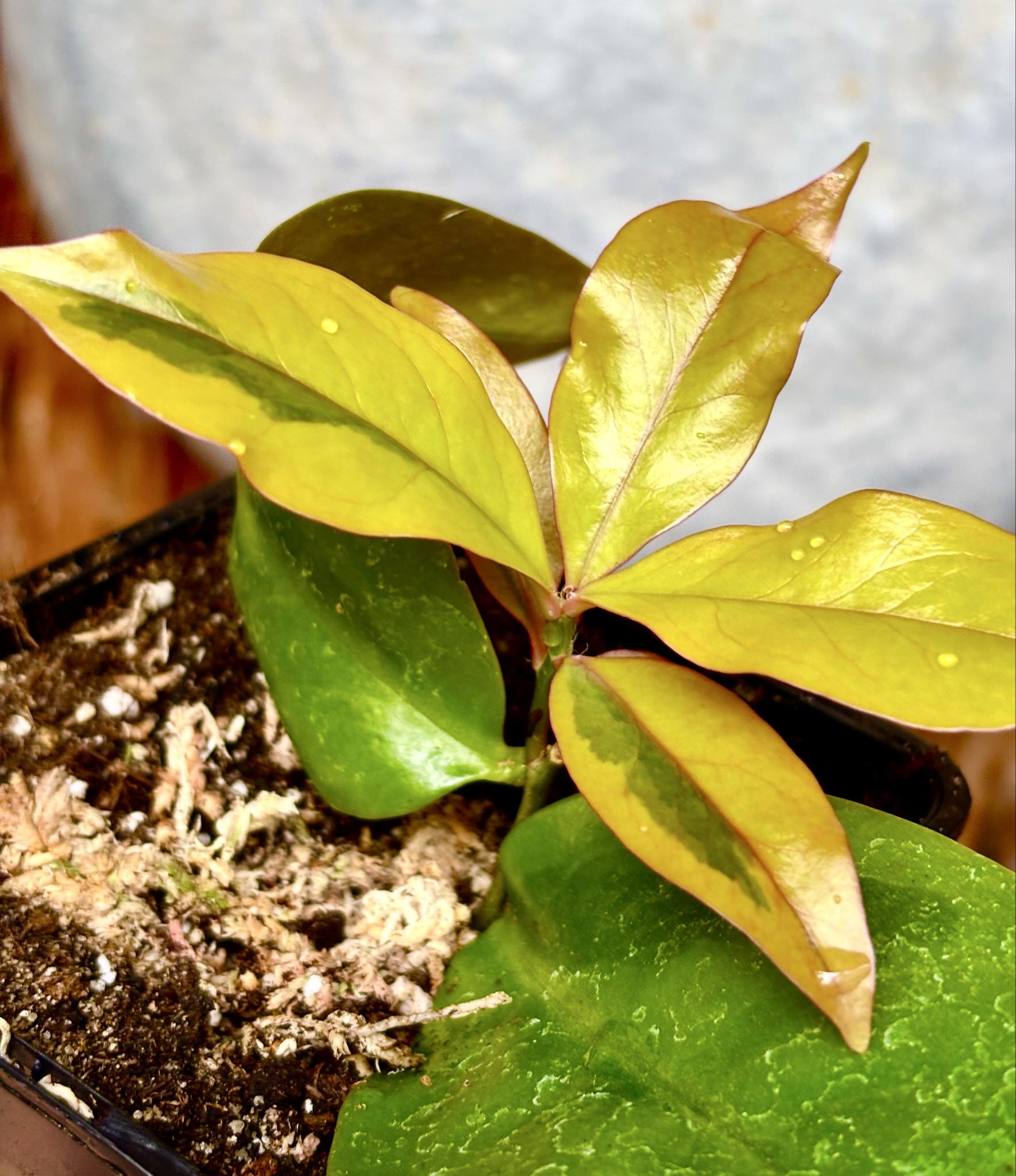 Variegated Barbados Gooseberry - (Pereskia aculeata) - 1 potted plant / 1 getopfte Pflanze