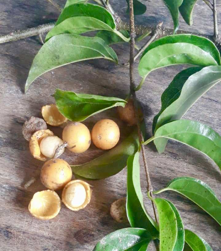 Strychnos pseudoquina - 1 fresh seed / 1 frischer Samen