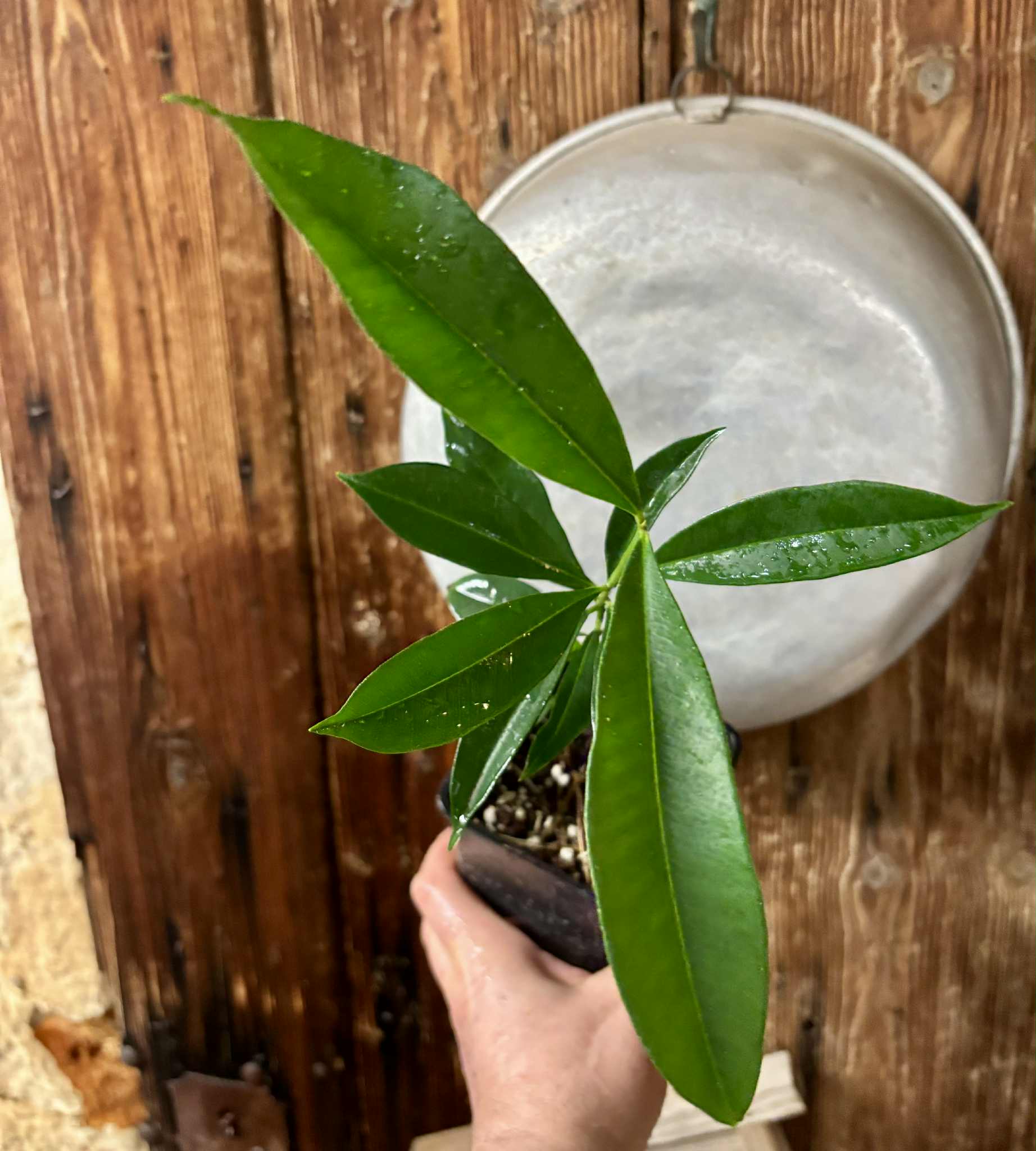 Syzygium cumini - 1 potted plant / 1 getopfte Pflanze