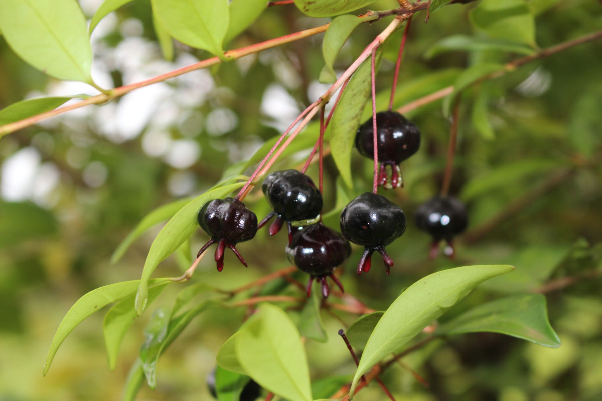 Eugenia mansoi - 1 potted seedling / 1 getopfter Sämling