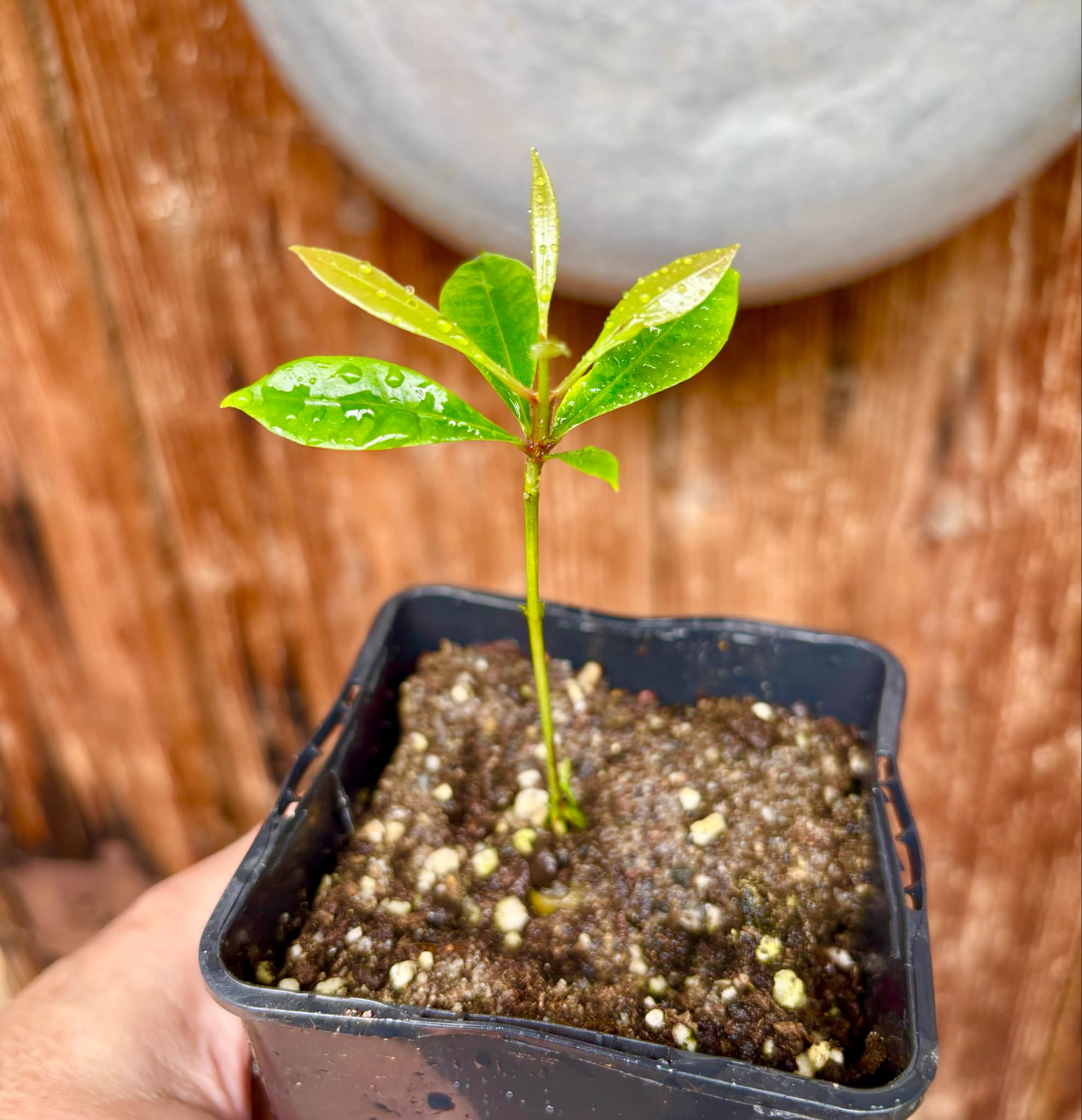 Syzygium aromaticum - Clove - Gewürznelke - 1 small potted seedling / 1 kleiner, getopfter Sämling