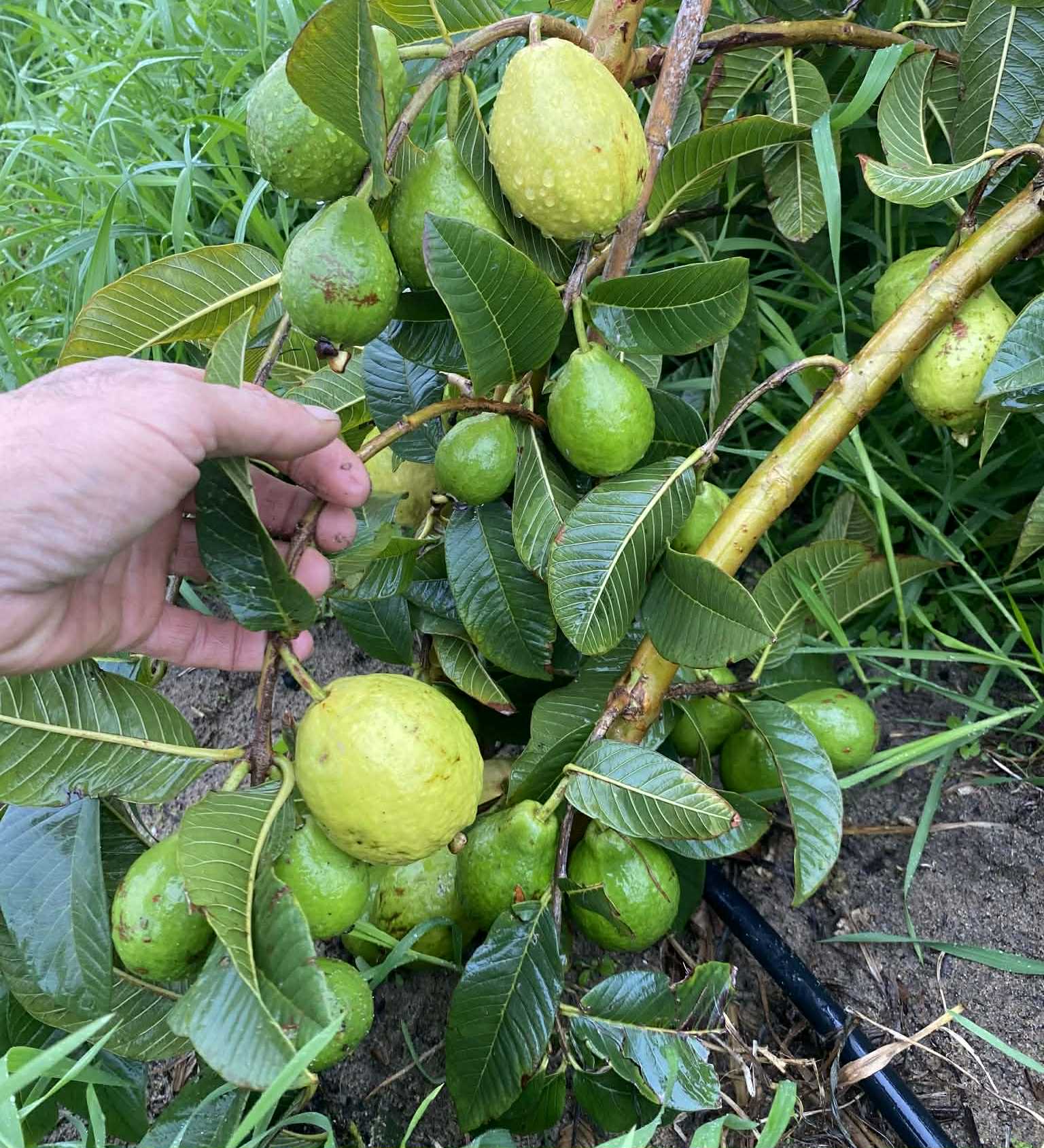 fruits after 2 years in Brasil - Psidium guajava  "Paluma"  - 5 fresh seeds / 5 frische Samen