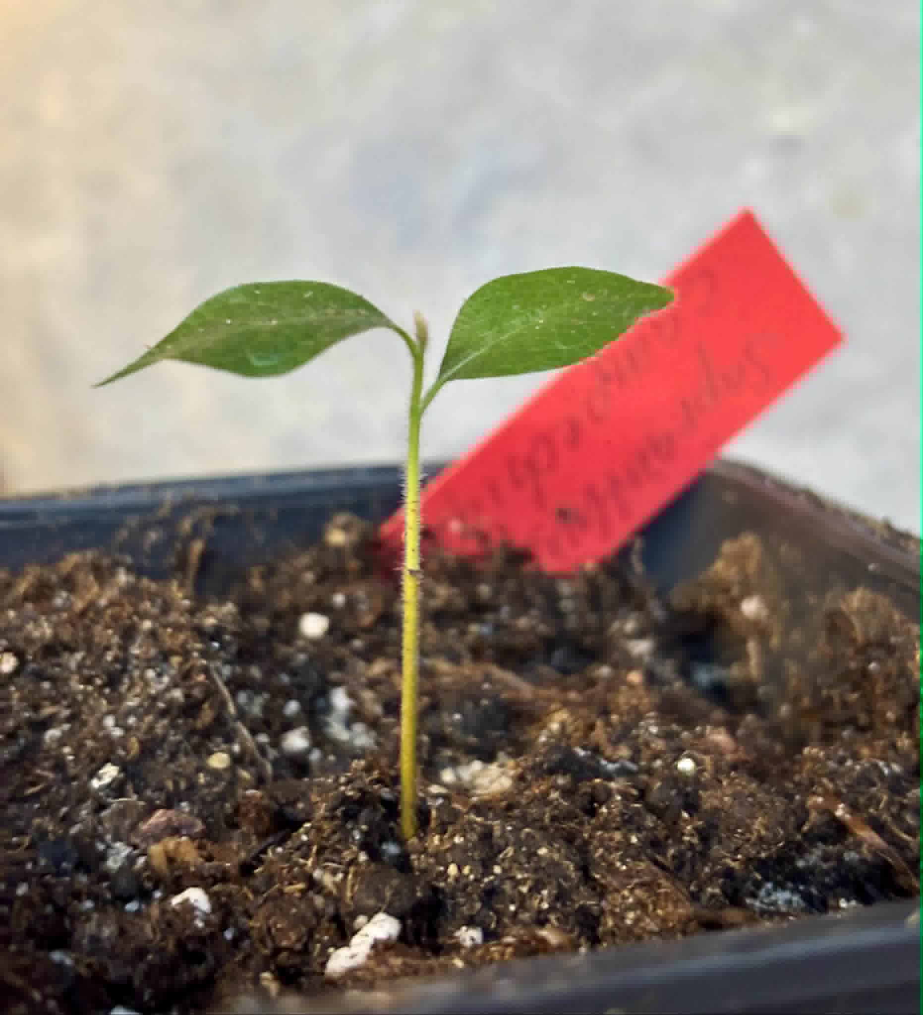 Sapranthus campechianus - 1 potted seedling / 1 getopfter Sämling