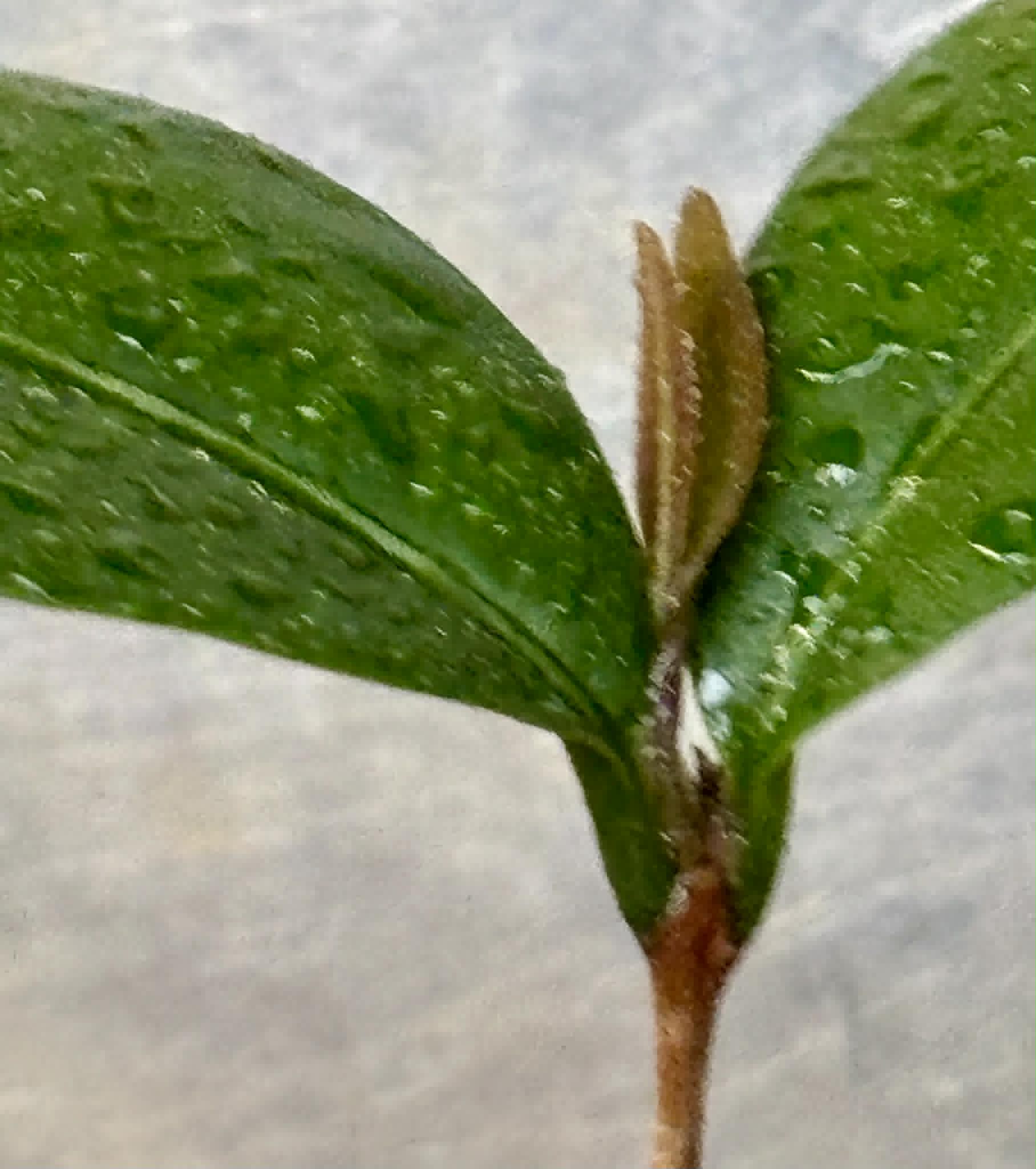 Eugenia sp Abacate -  1 potted seedling / 1 getopfter Sämling