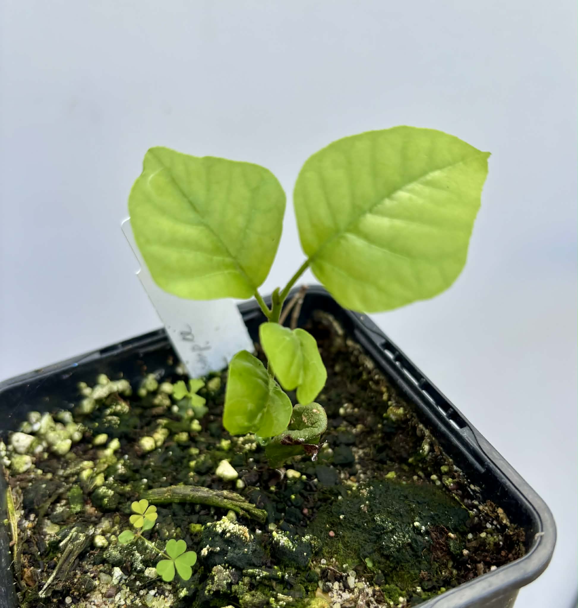 Wampee (Clausena lansium) - 1 potted seedling / 1 getopfter Sämling