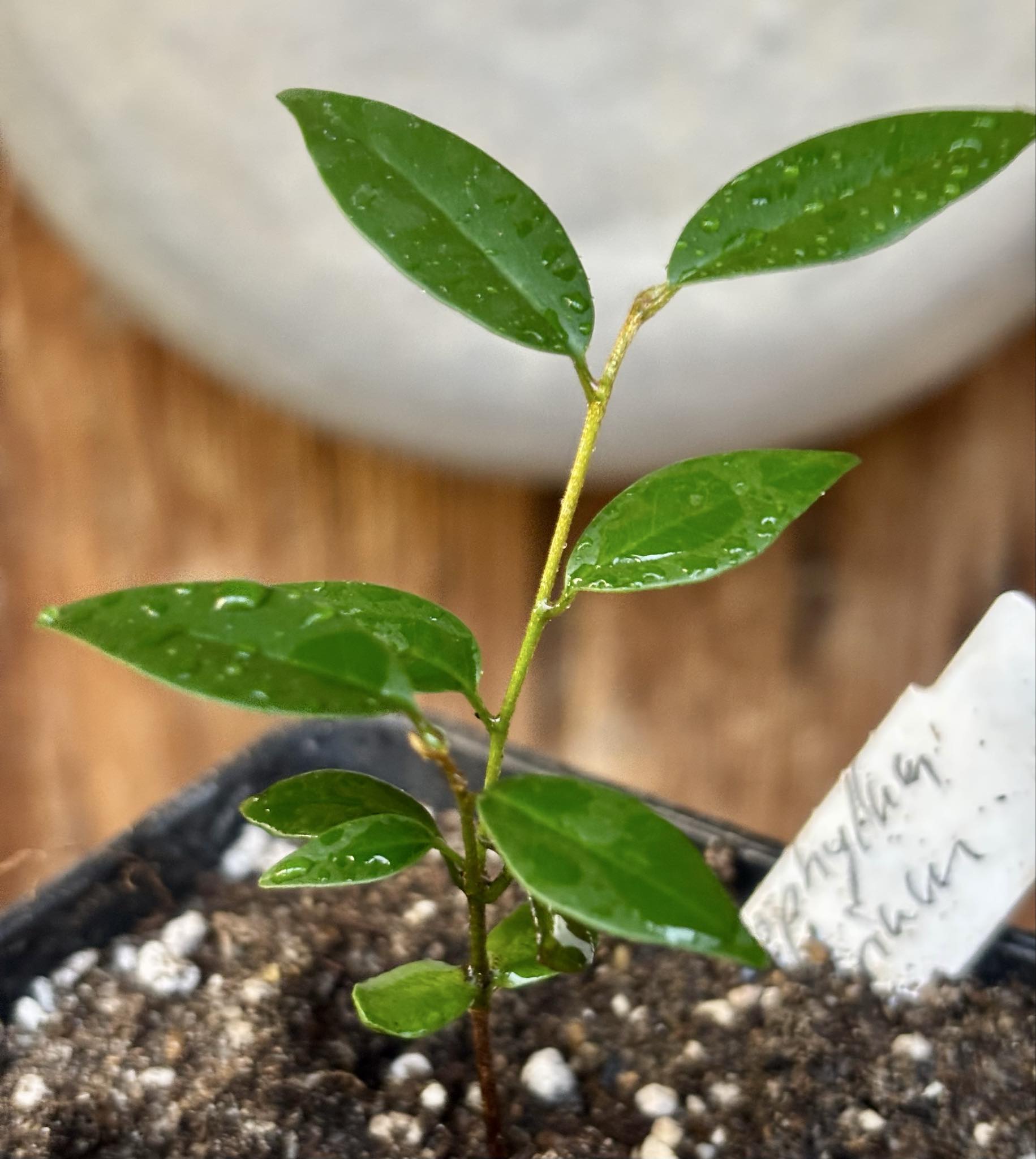 Chrysophyllum arenarium - Ameixa do Nordeste - 1 potted plant / 1 getopfte Pflanze Chrysophyllum arenarium - Ameixa do Nordeste - 1 potted plant / 1 getopfte Pflanze