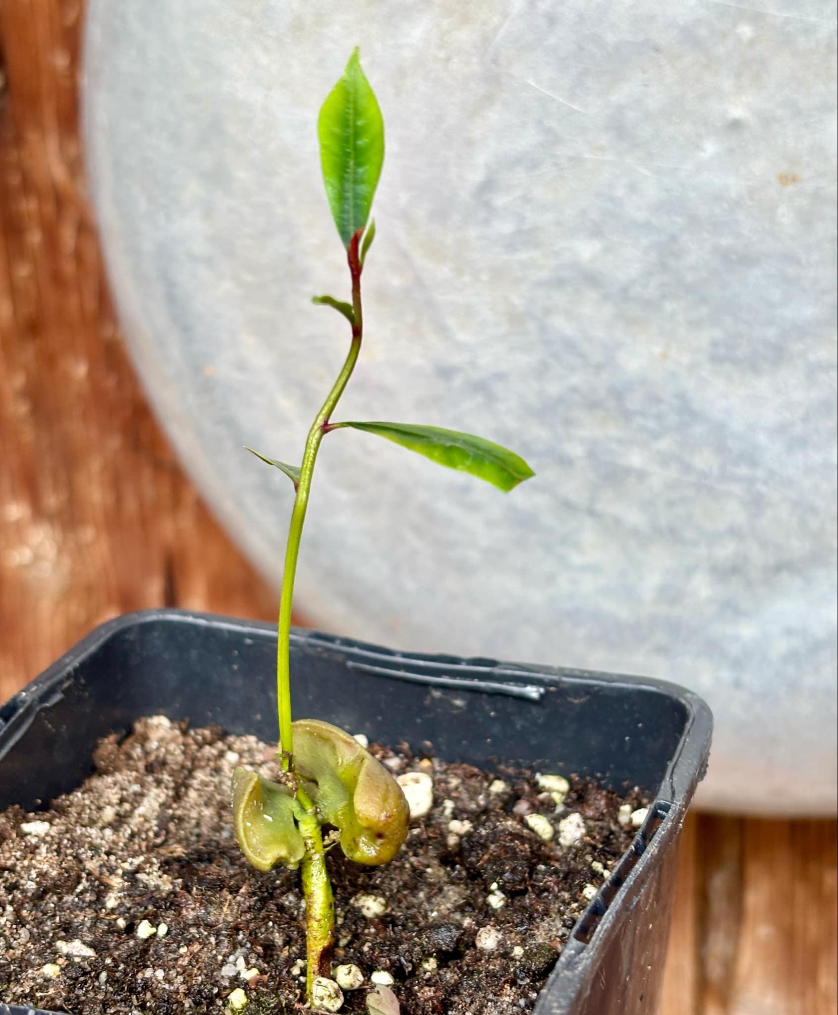 Syzygium aromaticum - Clove - Gewürznelke - 1 small potted seedling / 1 kleiner, getopfter Sämling Syzygium aromaticum - Clove - Gewürznelke - 1 small potted seedling / 1 kleiner, getopfter Sämling