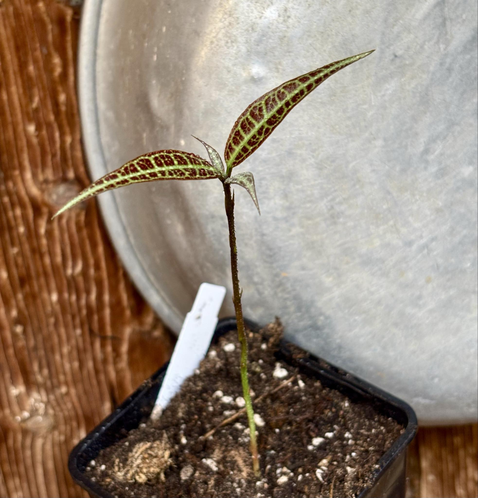Eugenia sp Labisia -  1 potted seedling / 1 getopfter Sämling