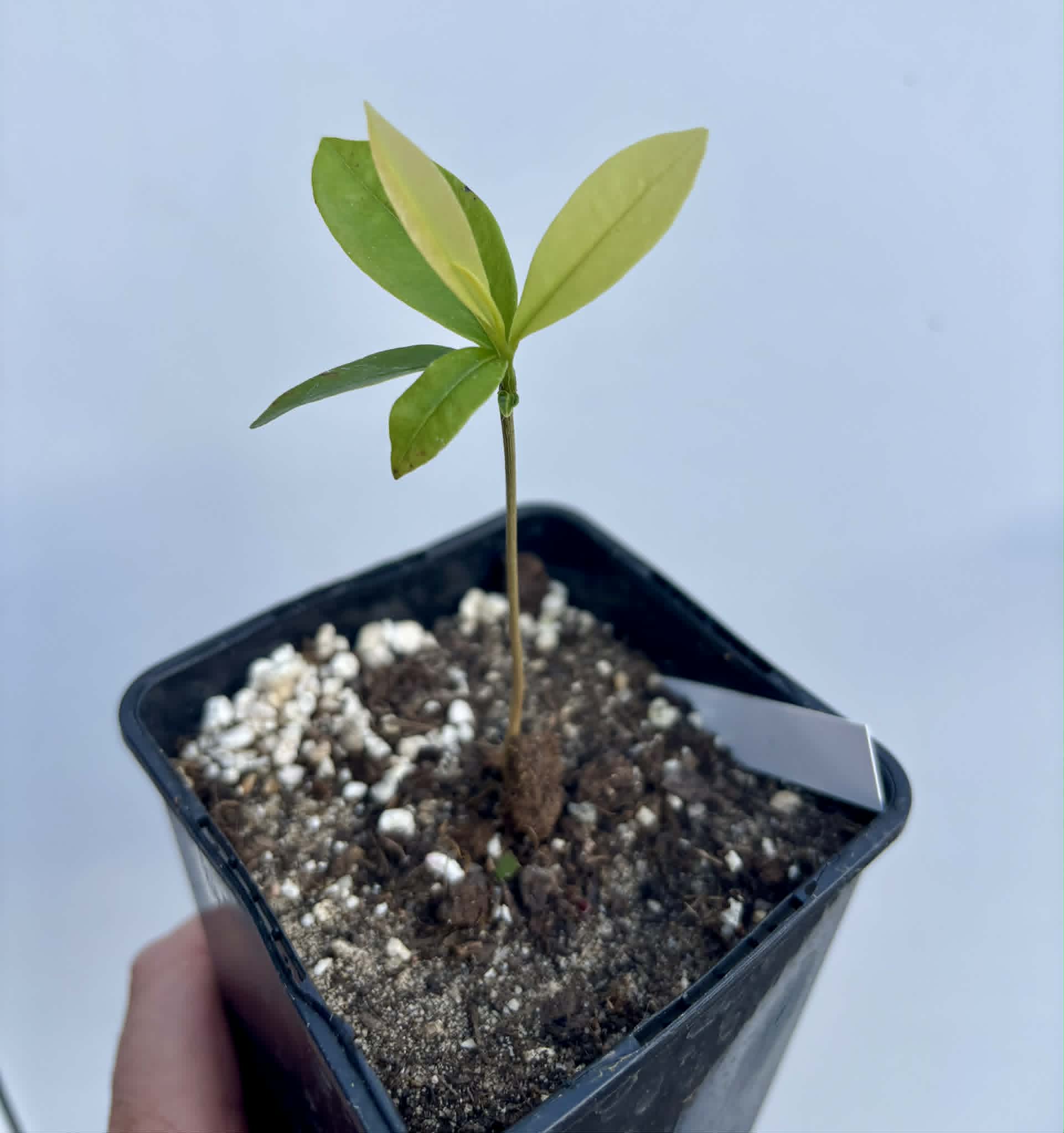 Duguetia sp Ceara - 1 potted seedling / 1 getopfter Sämling