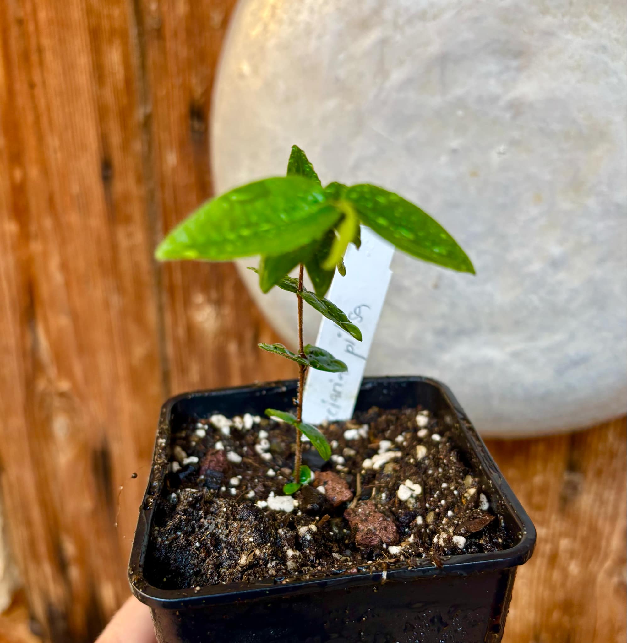 Myrciaria pilosa -  1 small potted seedling  / 1 kleiner getopfter Sämling