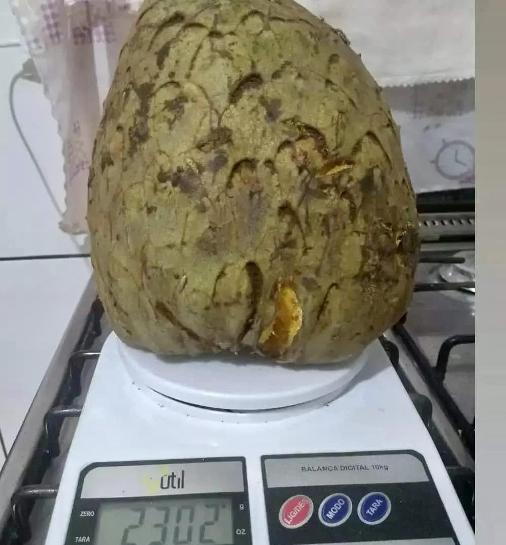 Annona coriacea - Araticum Liso - 1 fresh seed / 1 frischer Samen
