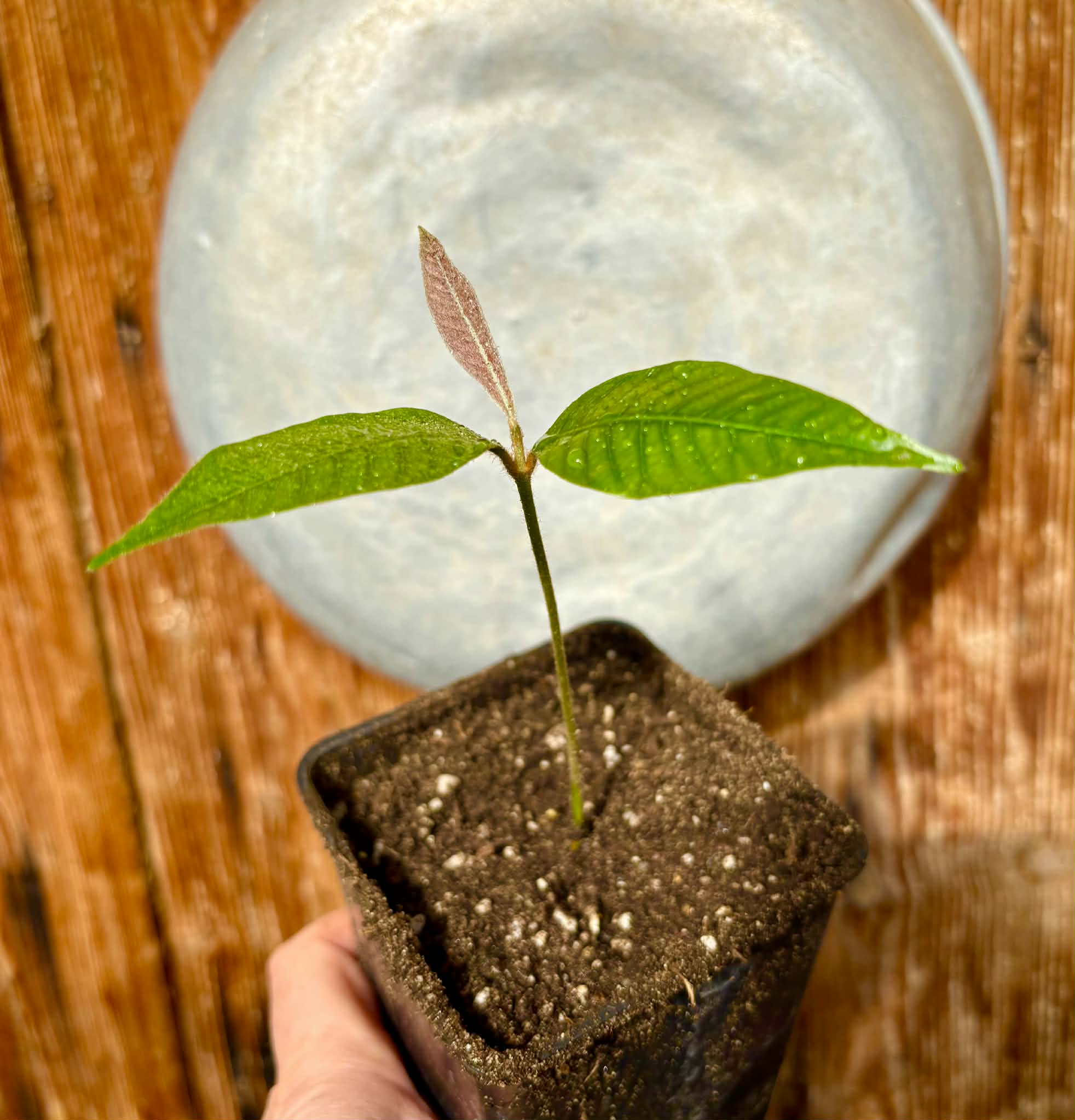 Ecclinusa sp Doce - 1 potted seedling / 1 getopfter Sämling
