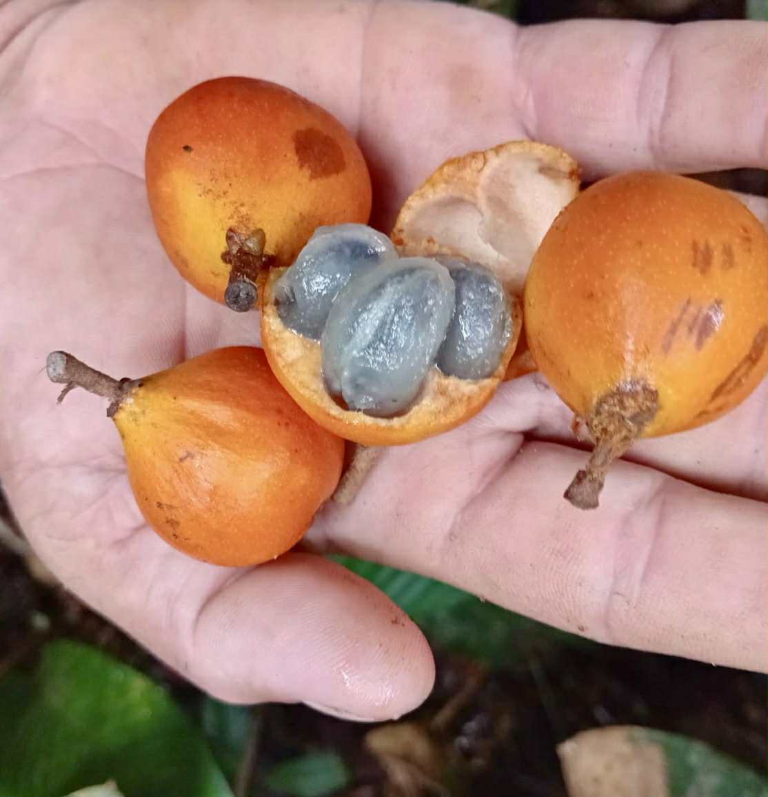 Pouteria sp Alaranjada - 1 fresh seed / 1 frischer Samen