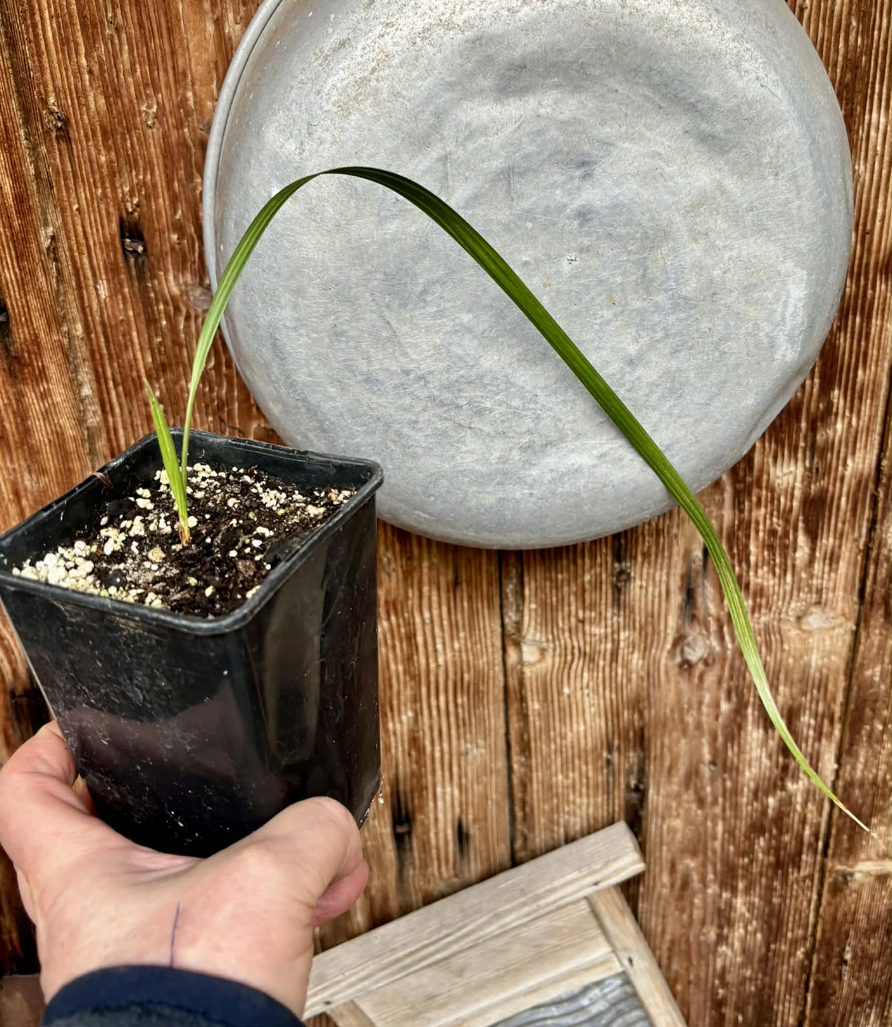Jelly Palm (Butia odorata) -  1 potted plant / 1 getopfte Pflanze