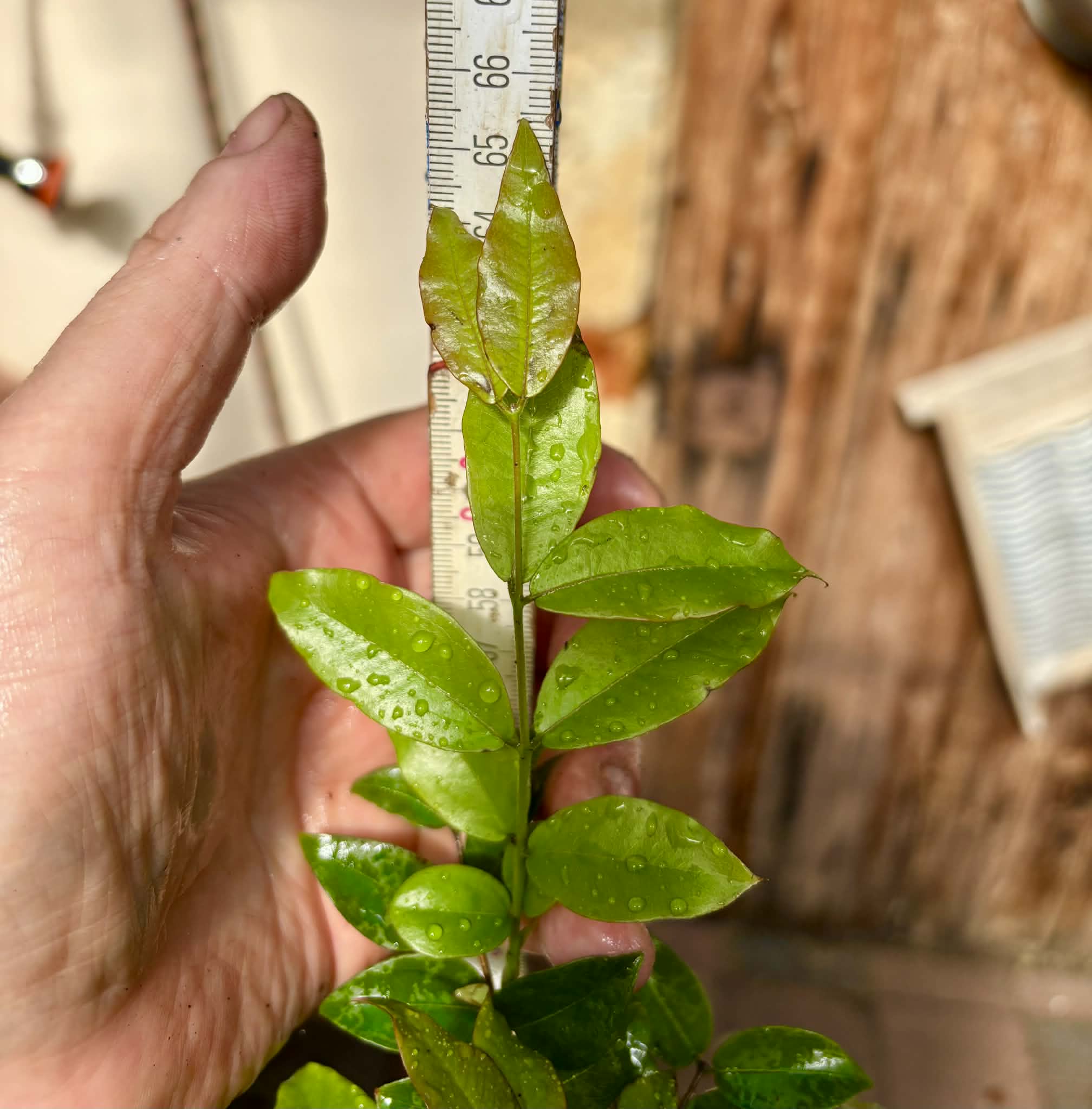 3 years old - Jaboticaba Sabara (Plinia cauliflora) Nr. B  - 1 potted plant / 1 getopfte Pflanze