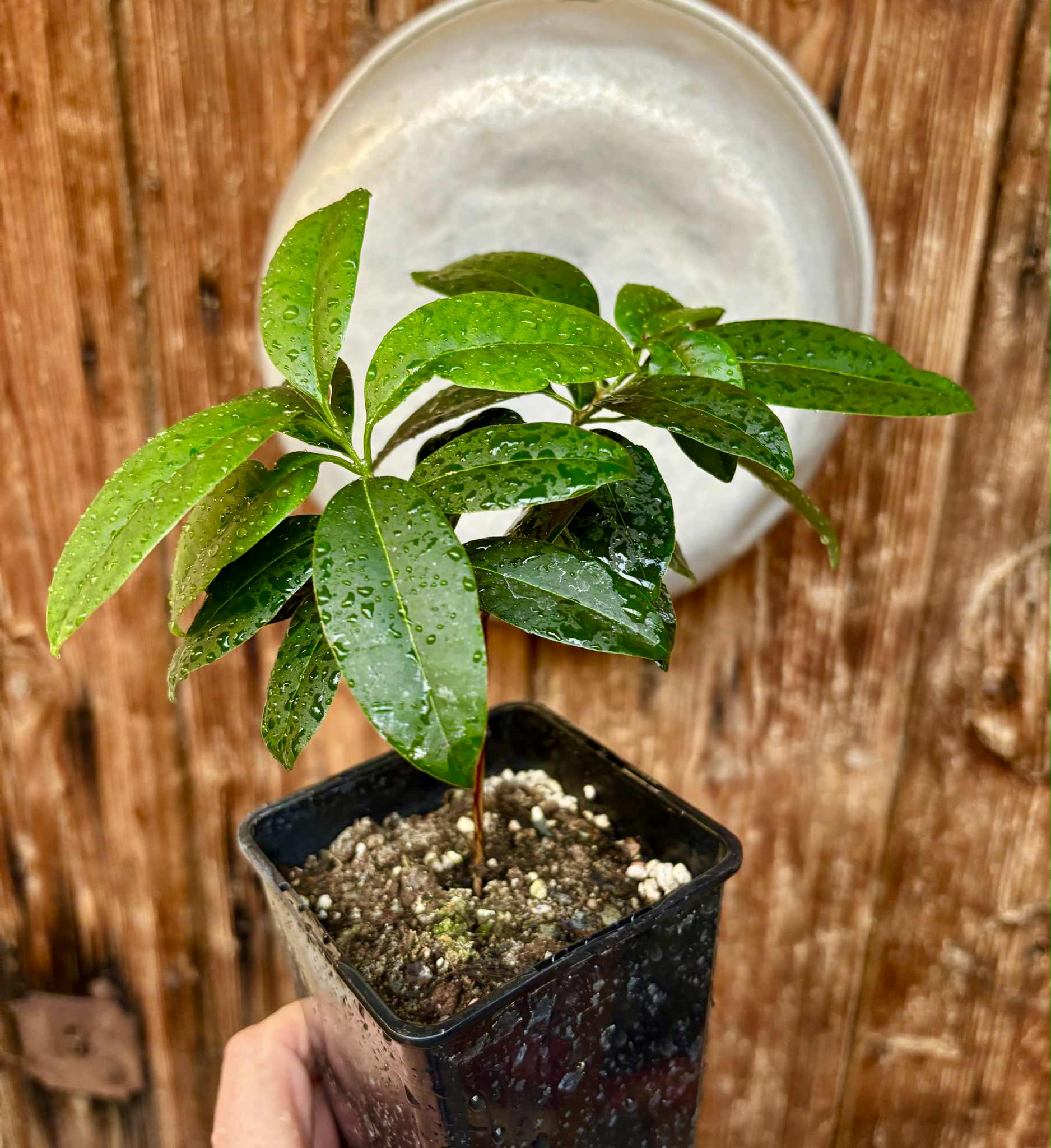 Eugenia dichroma - Pitanga Fanta - 1 potted seedling / 1 getopfter Sämling