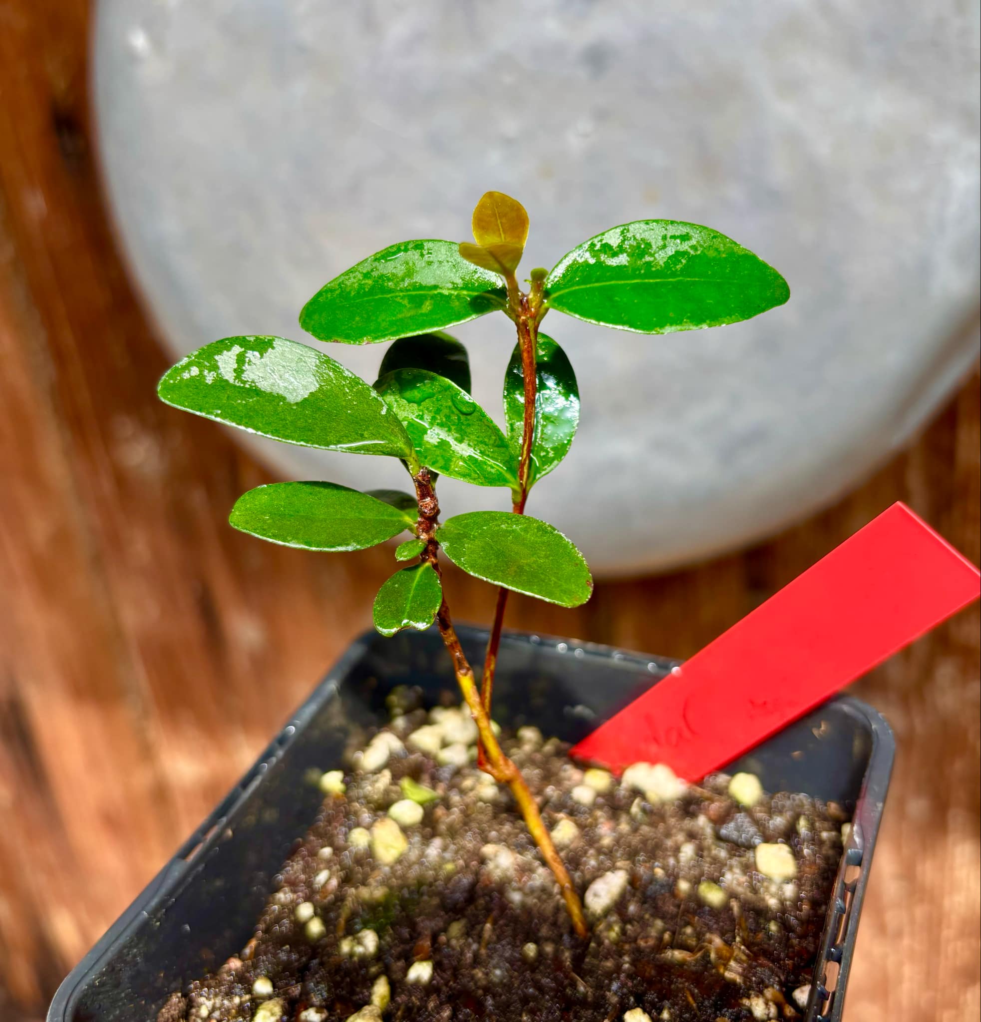 Eugenia reinwardtiana - Cedarbay Cherry -  1 small potted seedling / 1 kleiner, getopfter Sämling