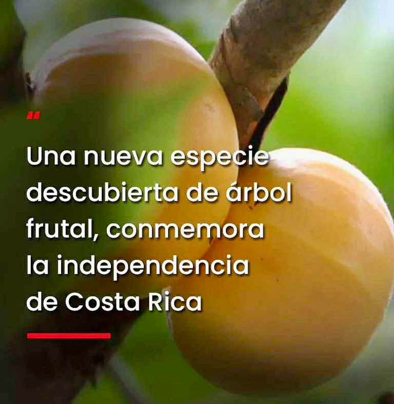 Plinia costaricensis -  1 germinated seed / 1 gekeimter Samen