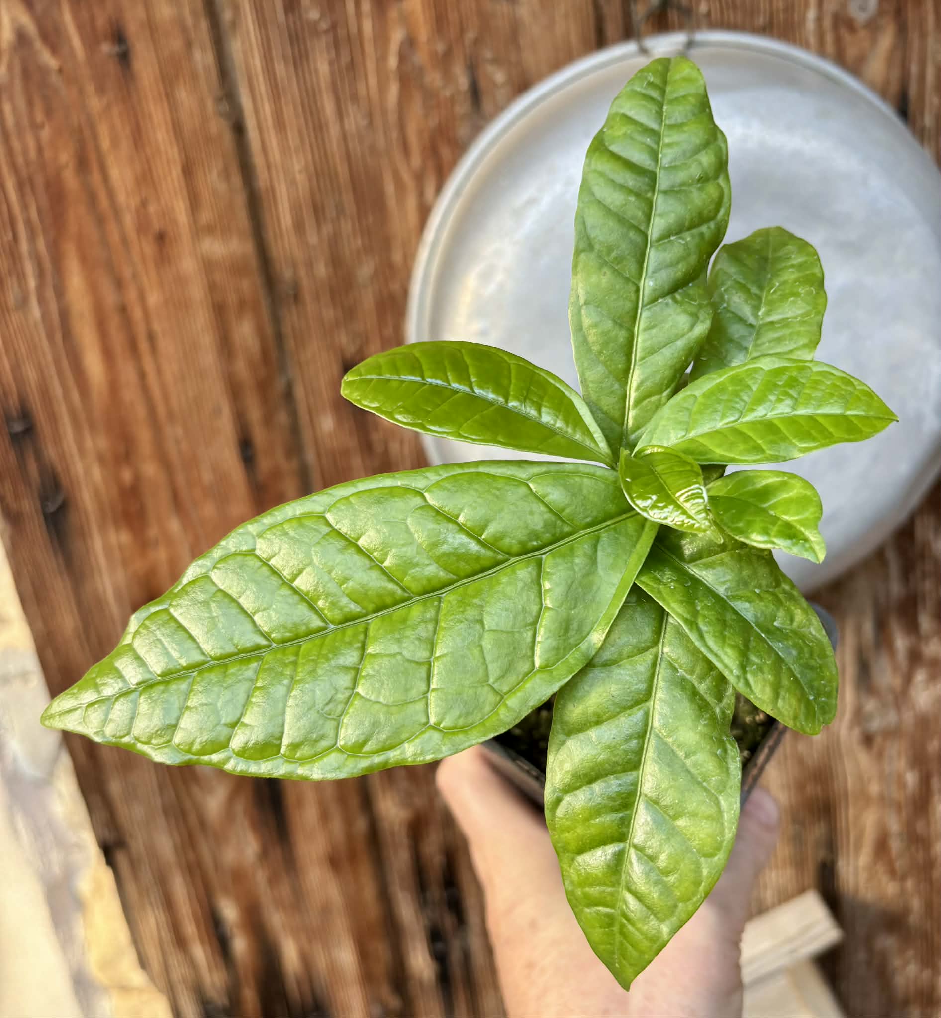 Cymbopetalum brasiliensis - 1 potted seedling / 1 getopfter Sämling
