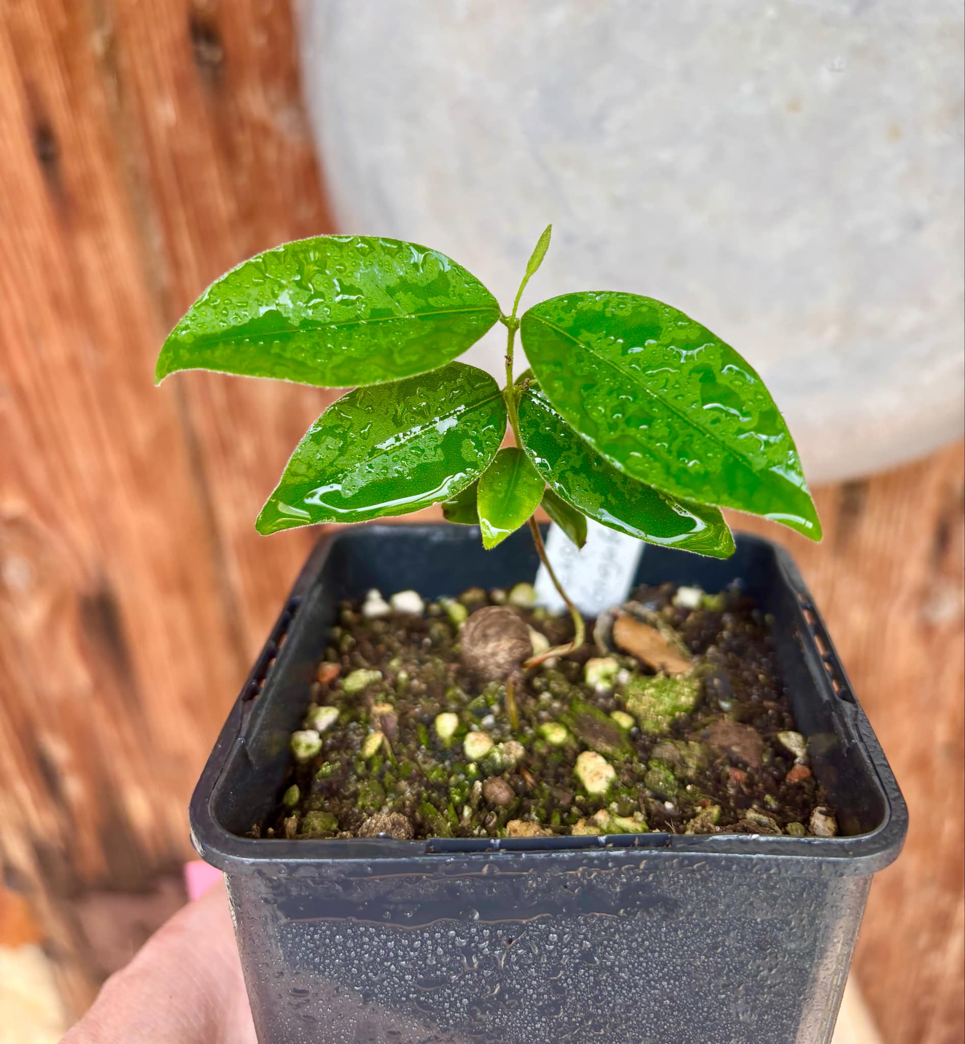 Eugenia sp Guajuba suave -  1 small potted seedling / 1 kleiner, getopfter Sämling
