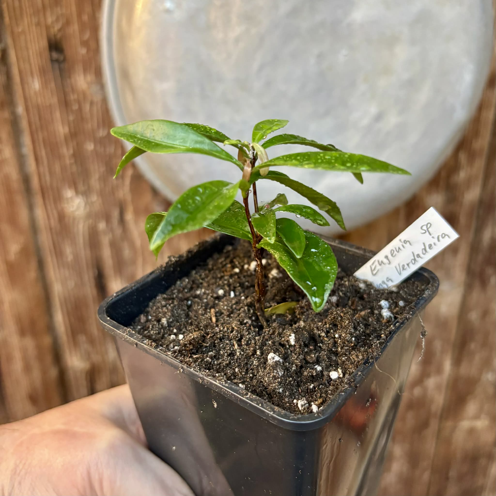 Eugenia sp Batinga Verdadeira -  1 potted plant / 1 getopfte Pflanze