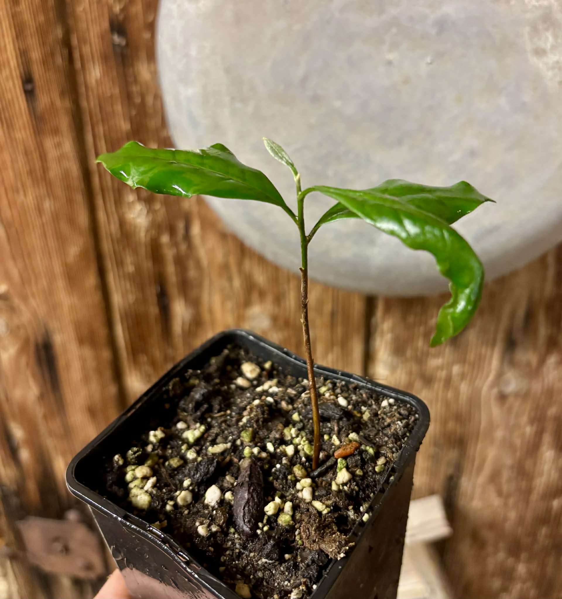 Pouteria sp Ajara - 1 potted plant / 1 getopfte Pflanze