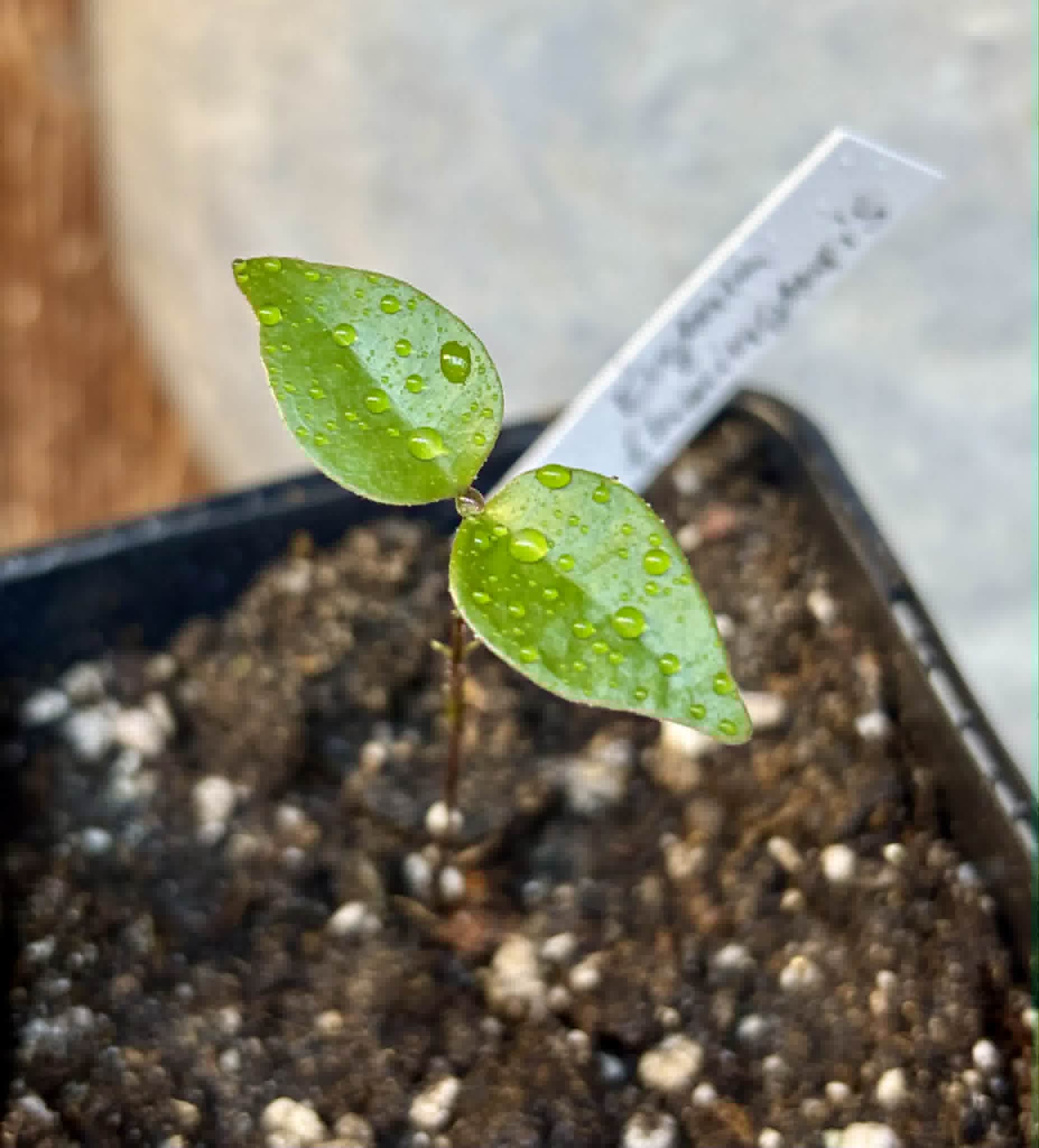 Eugenia flamingensis - 1 potted seedling / 1 getopfter Sämling